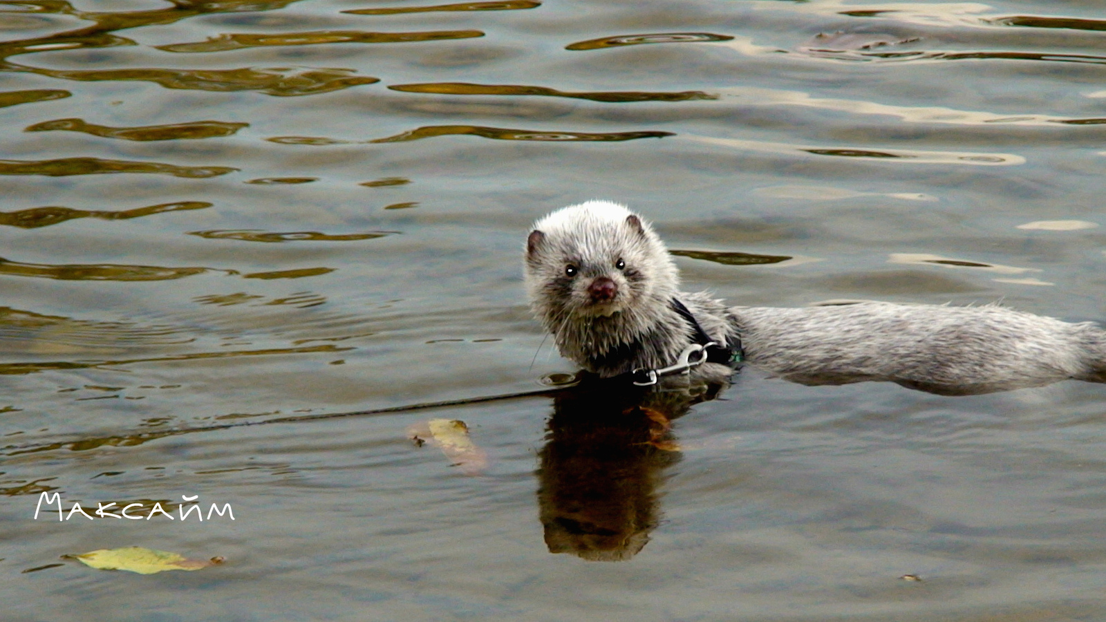 Mink Maxime on a walk - My, Mink in the house, Exotic animals, Animals, , The photo, Longpost