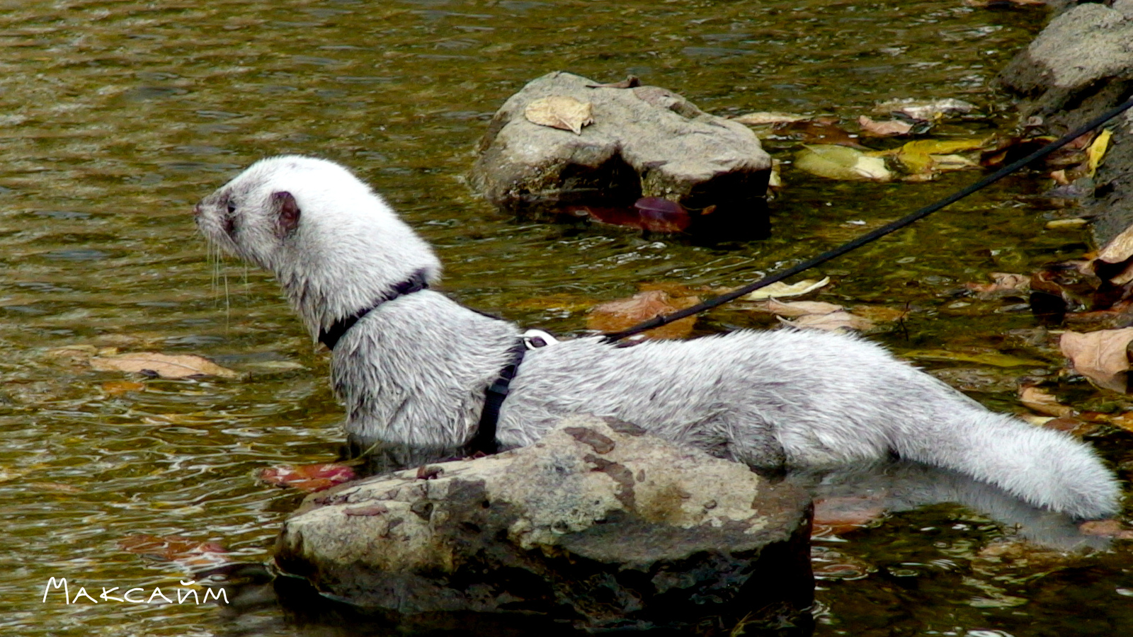 Mink Maxime on a walk - My, Mink in the house, Exotic animals, Animals, , The photo, Longpost