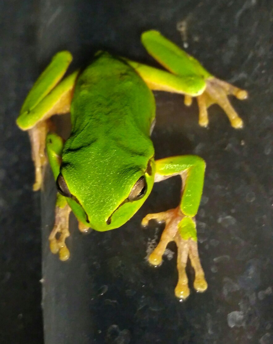 Guest in the shower... - My, Tree frog, Frogs, Dacha, Shower, Longpost