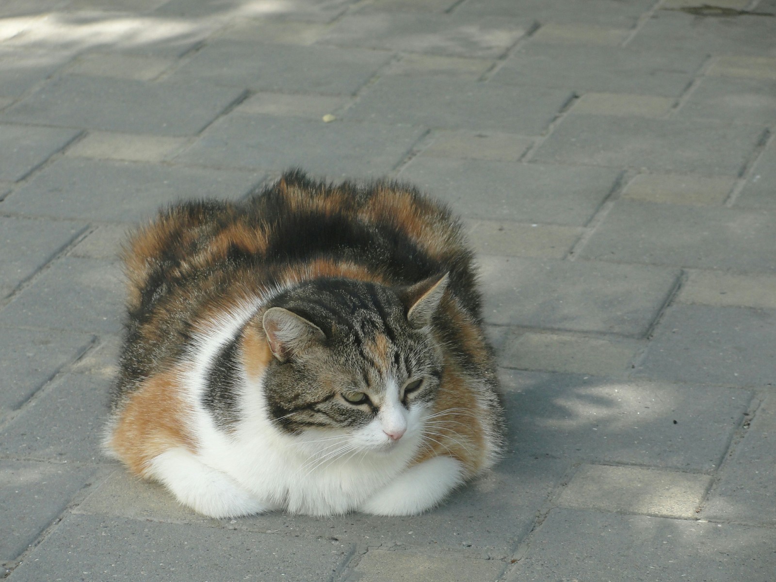 Когда ты жирный, но всё равно привлекаешь девушек 2 - Моё, Кот, Котофото котики, Длиннопост