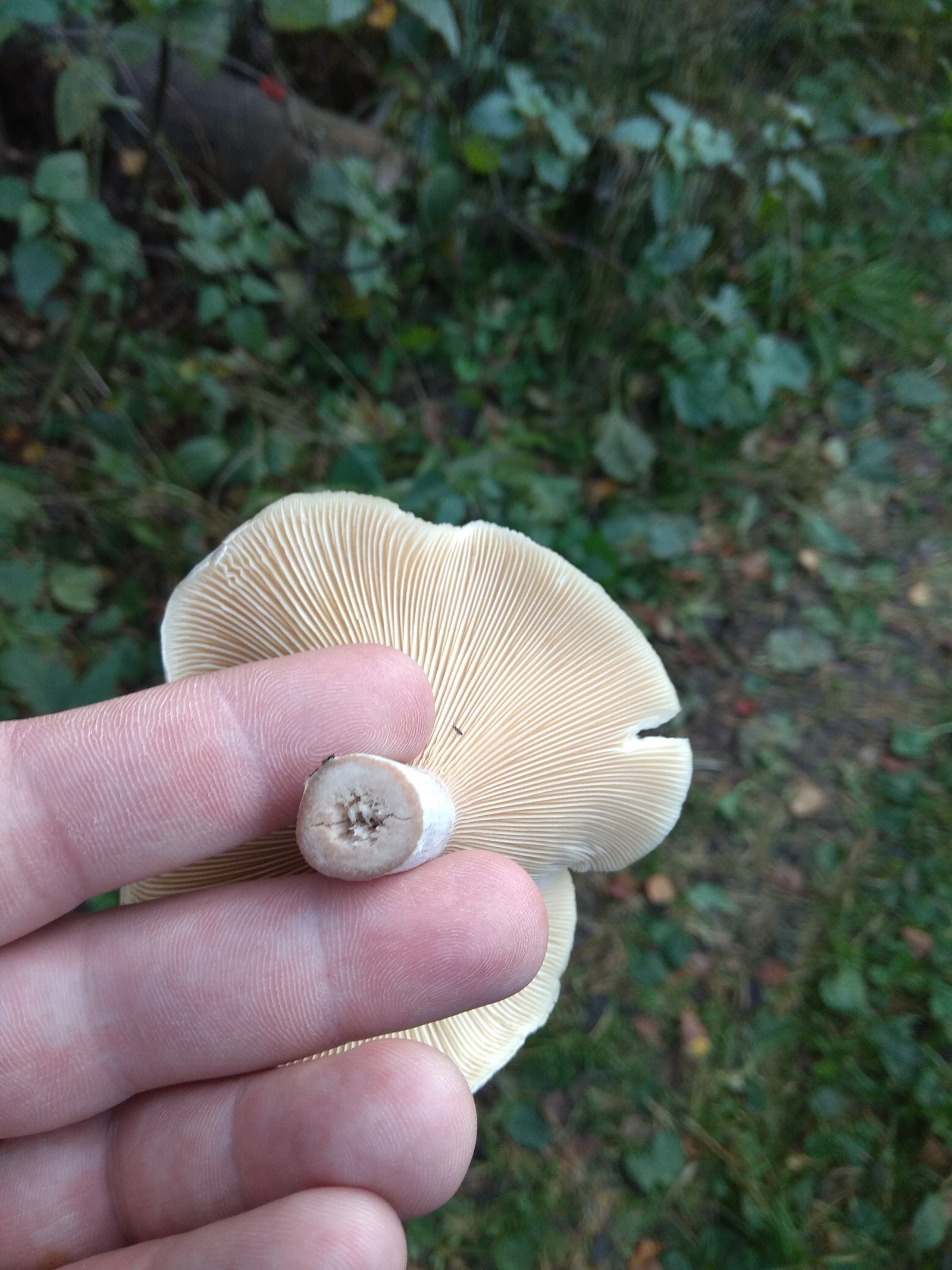 What kind of mushroom? - My, , , Silent hunt, Question, Mushrooms, Longpost