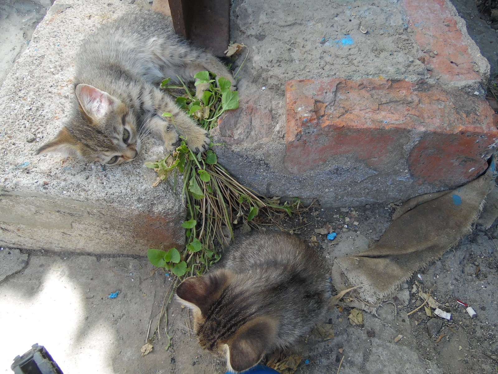 Kittens in the Temryuk region - cat, Help, In good hands, Longpost, Helping animals