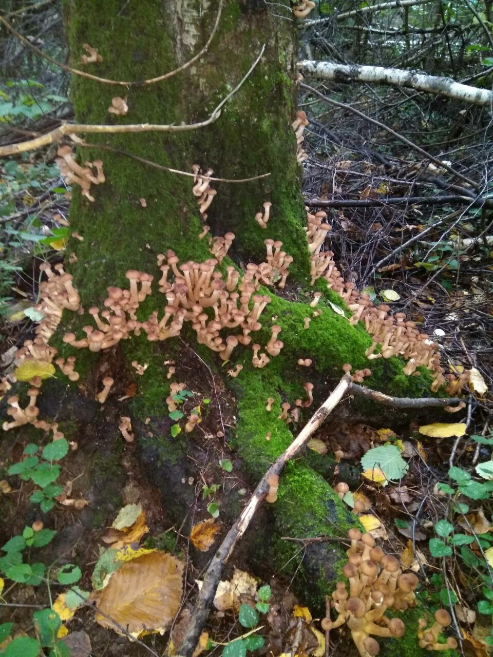 Hike for honey mushrooms. - My, Honey mushrooms, Mushrooms, 2017, Moscow region, Longpost