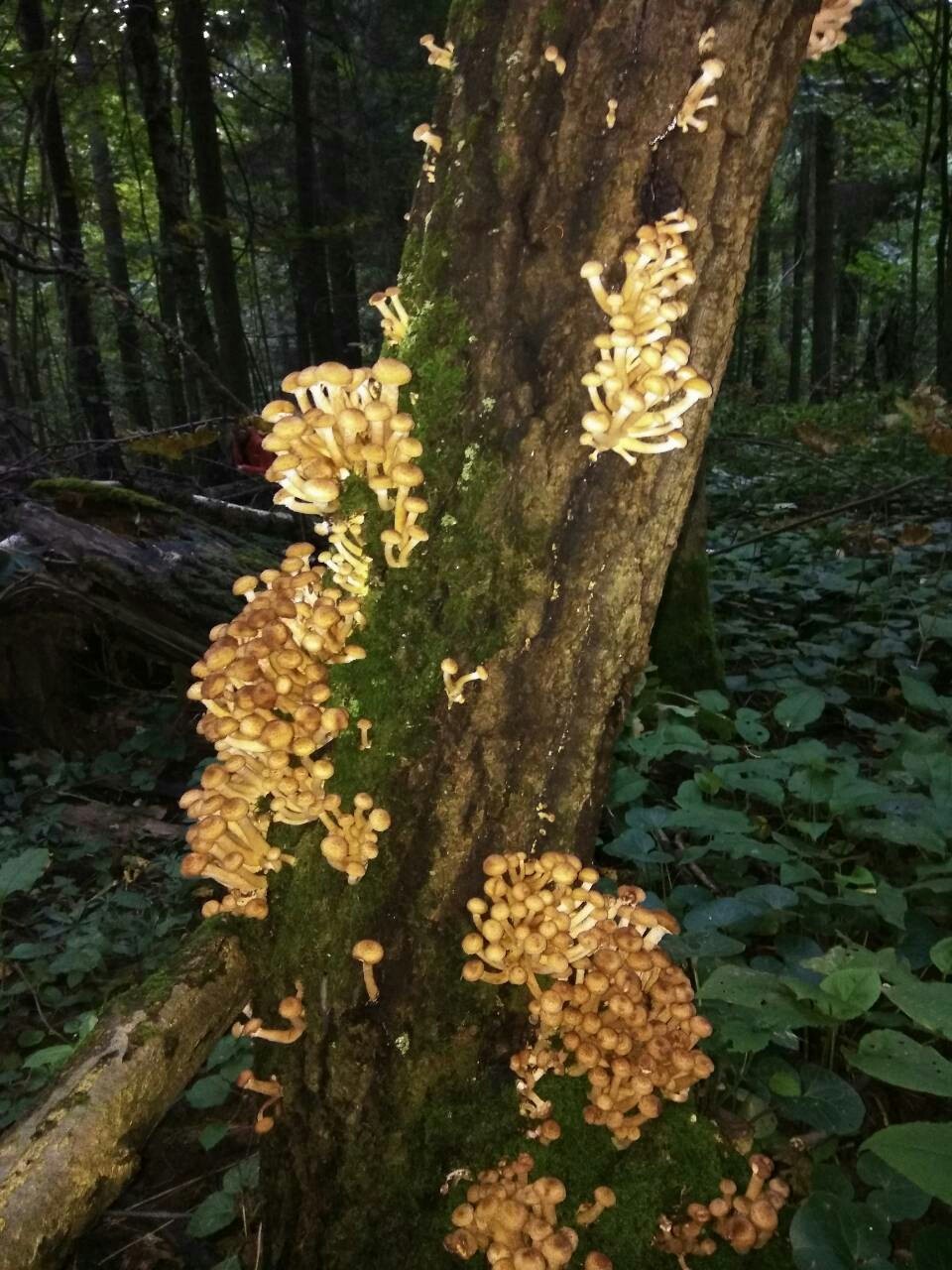 Hike for honey mushrooms. - My, Honey mushrooms, Mushrooms, 2017, Moscow region, Longpost