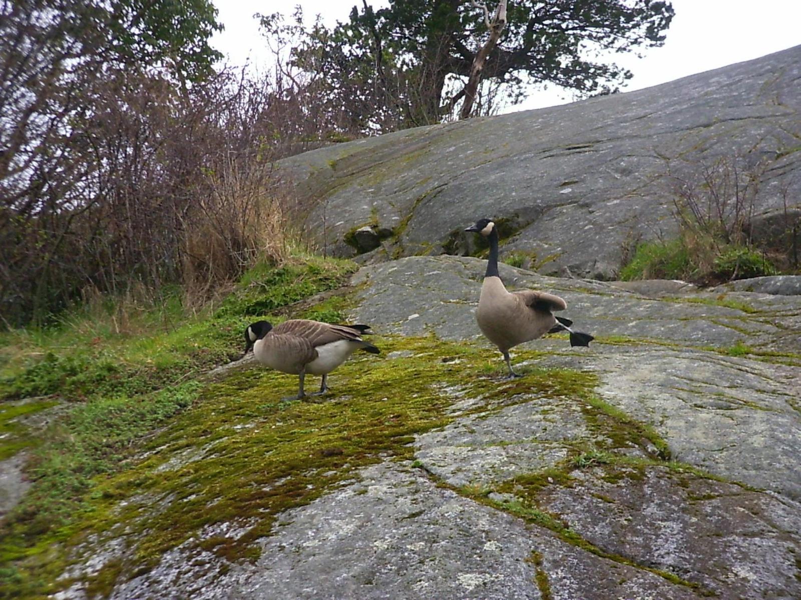 Morning exercises - My, Canada goose, Гусь, Charger, Birds