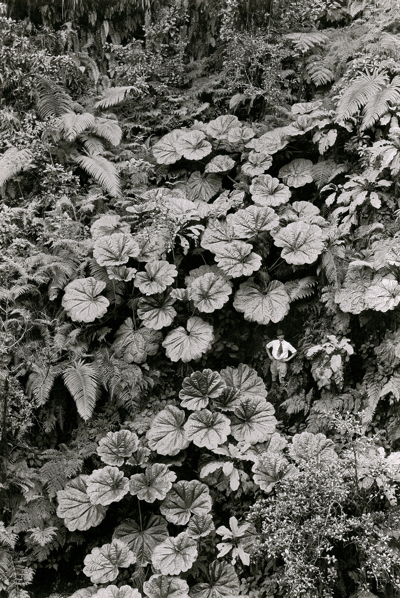 Thumb boy. - The photo, Hawaii, Interesting, The national geographic, Longpost