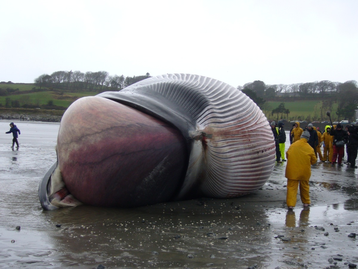 $50,000 to bury the whale that caused the shark attack - Whale, Stupidity, Costs, Curiosity, Longpost