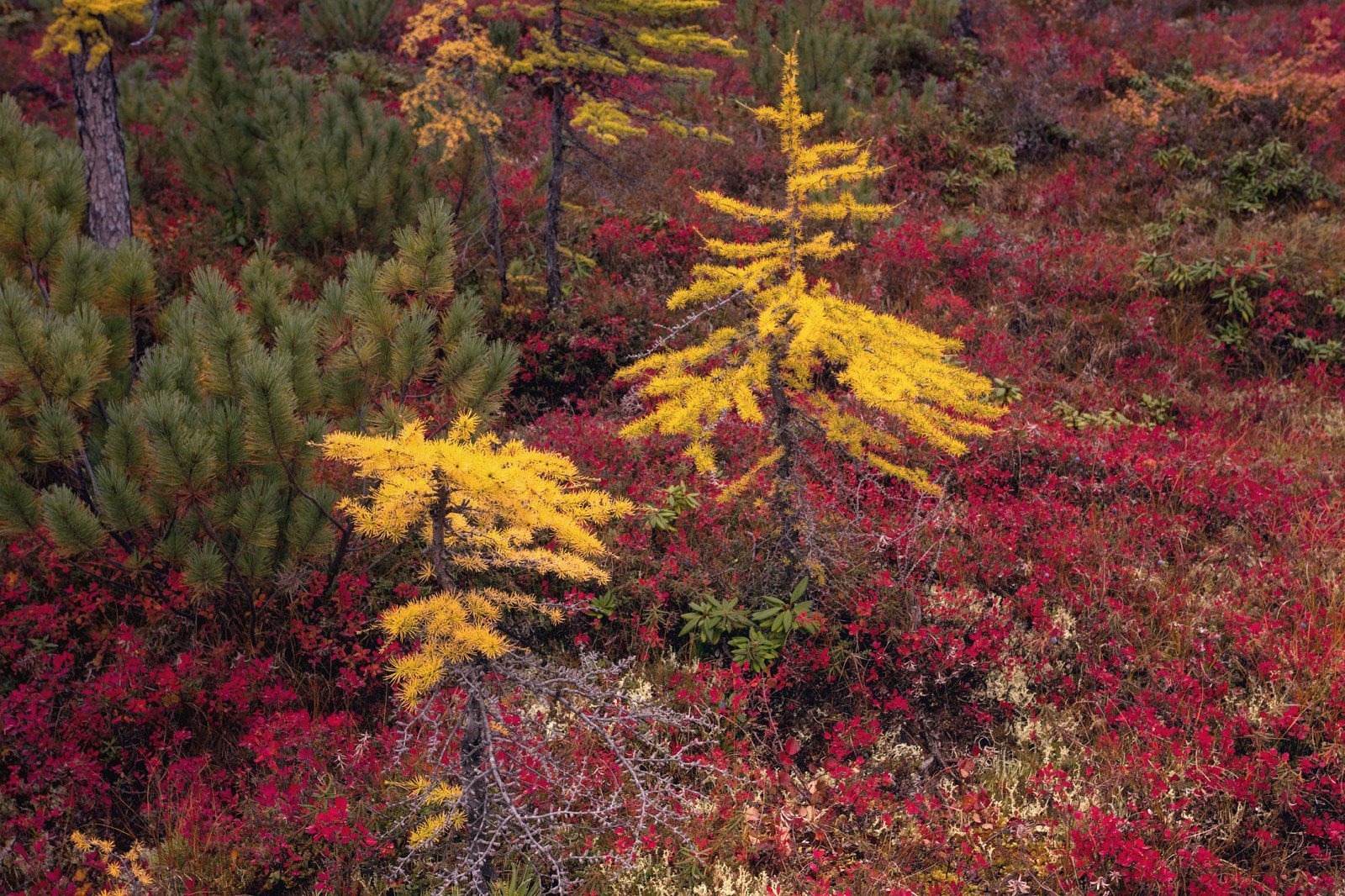 Golden autumn in Kolyma - September, Autumn, Russia, The photo, Nature, Landscape, Tourism, Kolyma, Longpost