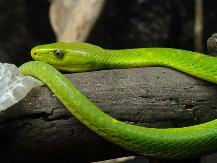 snake chemistry - Mamba, Poisonous animals, Snake, I, take care of yourself, Terrariumistics, Longpost