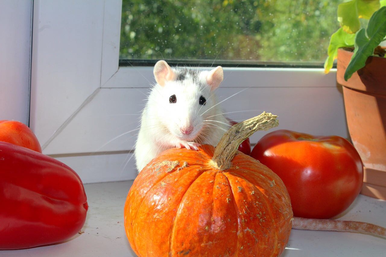 rat autumn - Decorative rats, Autumn, Longpost