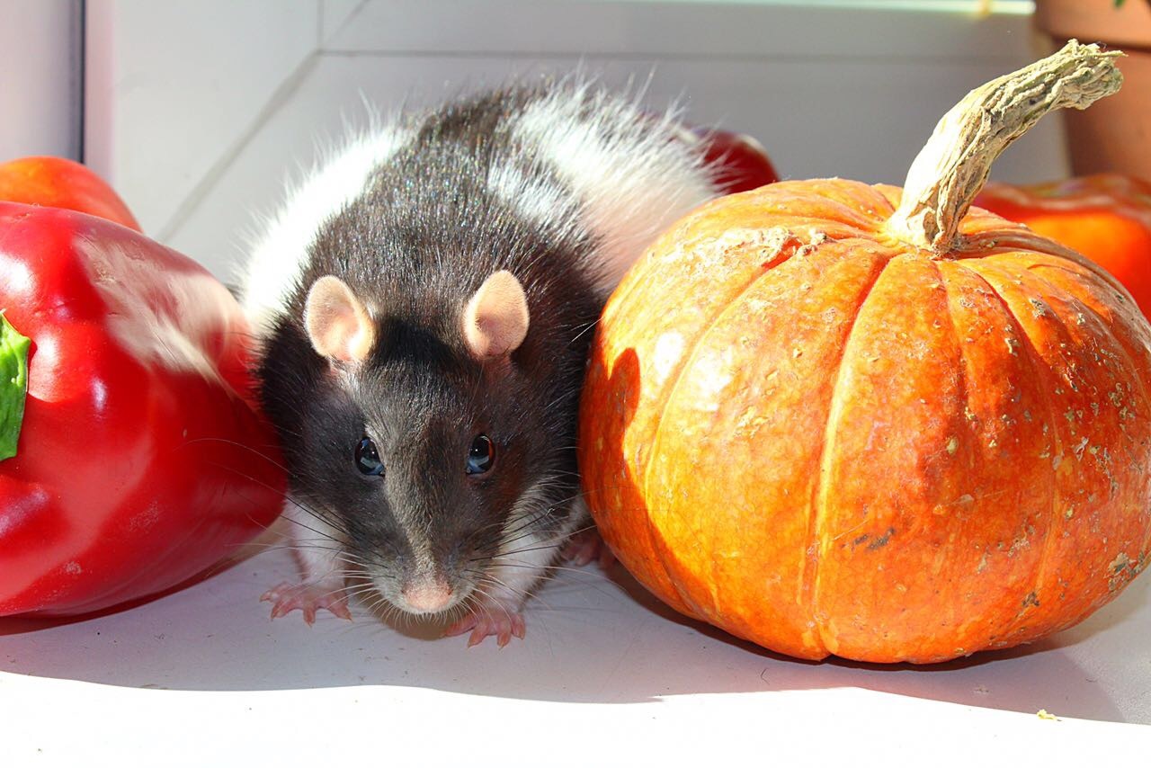 rat autumn - Decorative rats, Autumn, Longpost