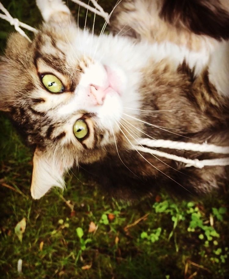 green eyes - My, cat, Siberian cat, Catomafia, Green eyes, Mustachioed - Striped