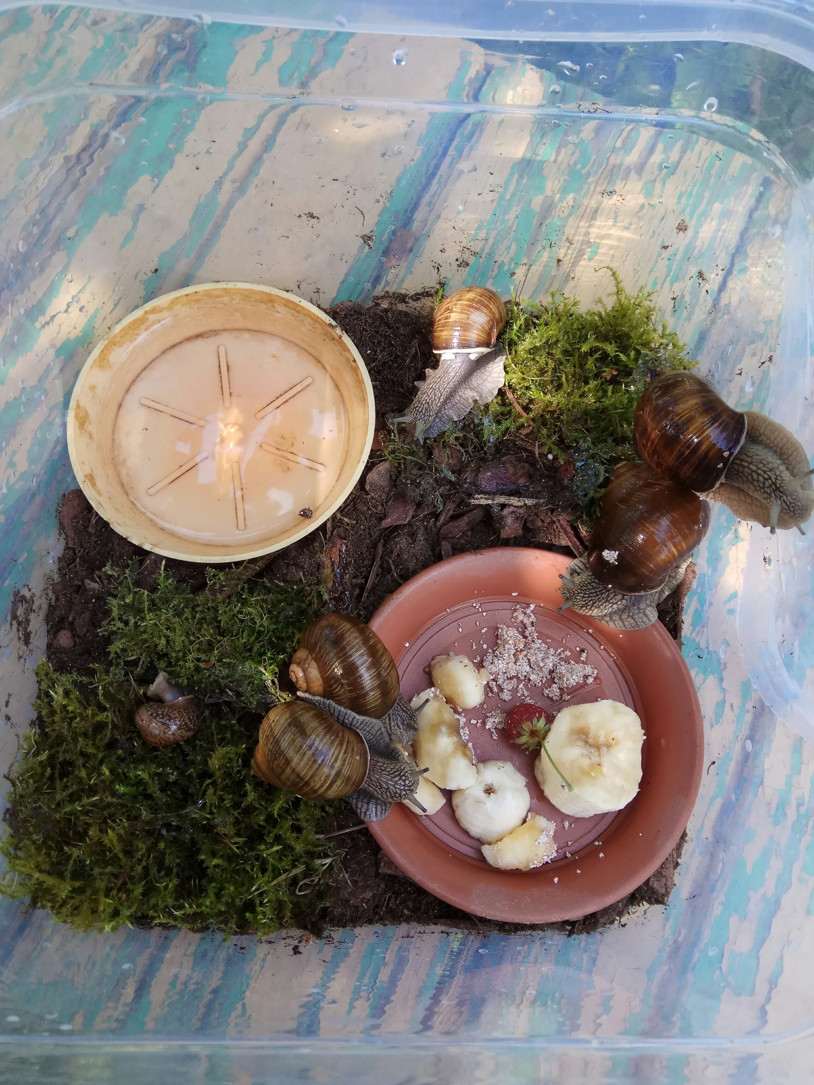 Snails - My, Achatina, , Grape snail, Longpost