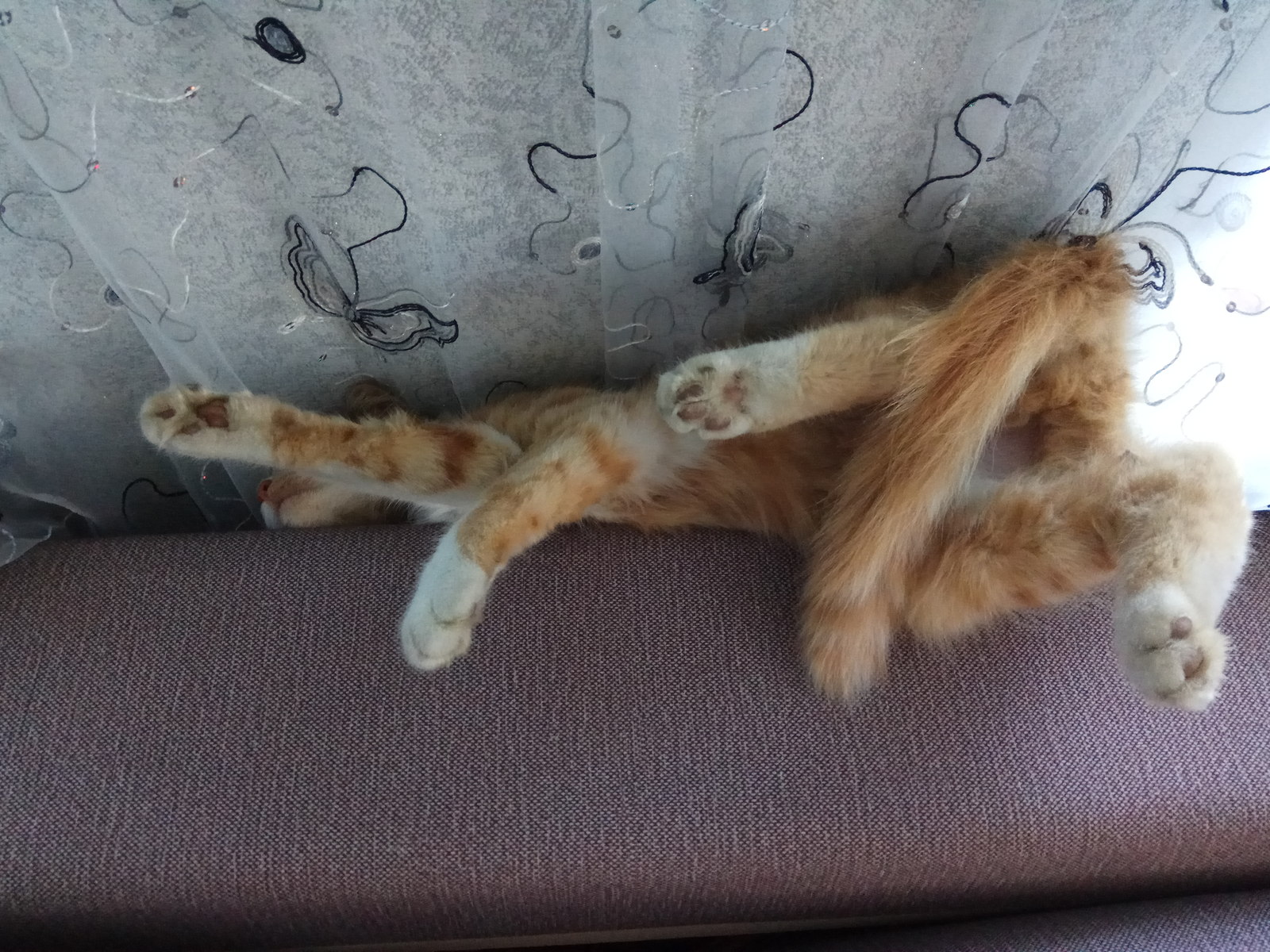 How can you sleep like that? - My, cat, Catomafia