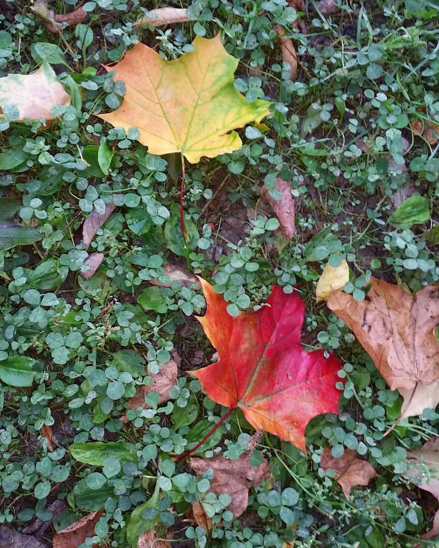 All the colors of autumn - My, Walk, Morning, Autumn, Bitsevsky Park, The photo, My, Longpost