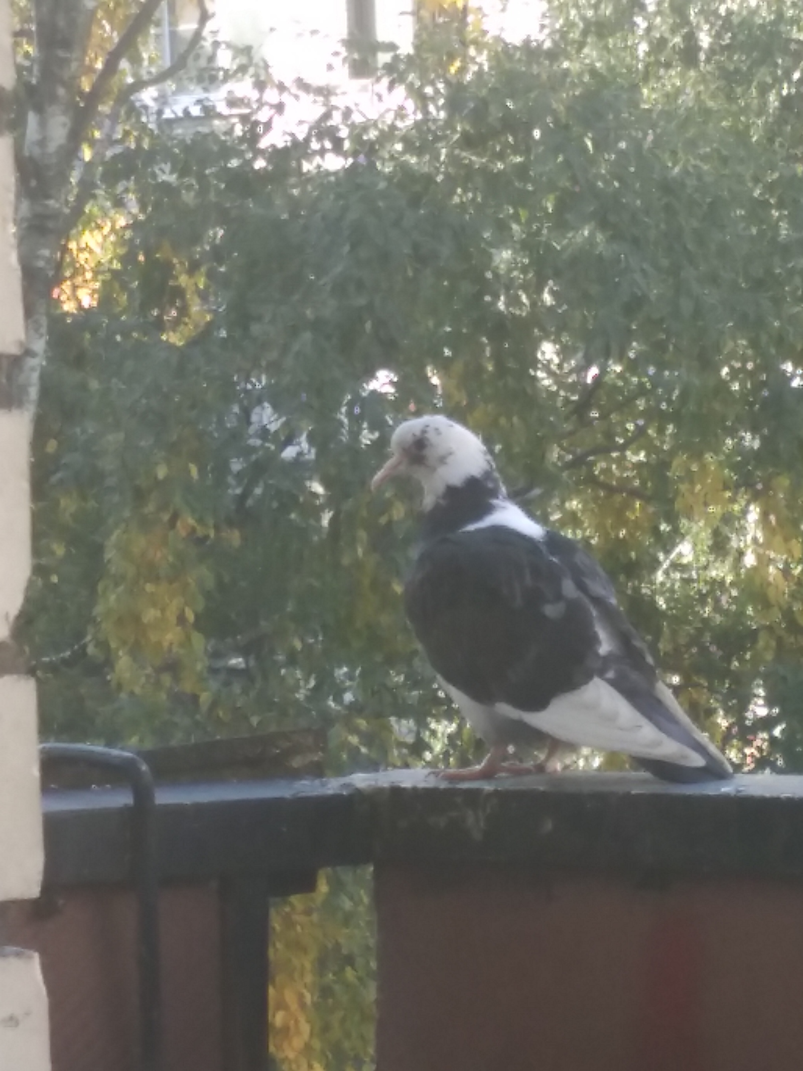 Bald Eagle in St. Petersburg - My, Bird watchers, My, Saint Petersburg, Pigeon, Birds