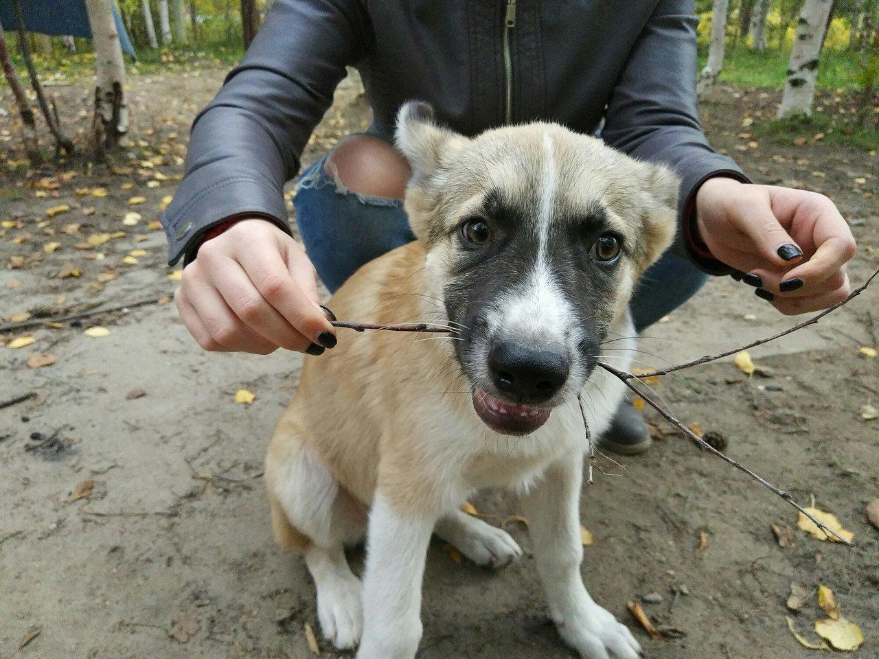 Noyabrsk is there someone who is not indifferent from here? - My, Dog, Looking for a home, Help, Noyabrsk, In good hands, Longpost, Helping animals