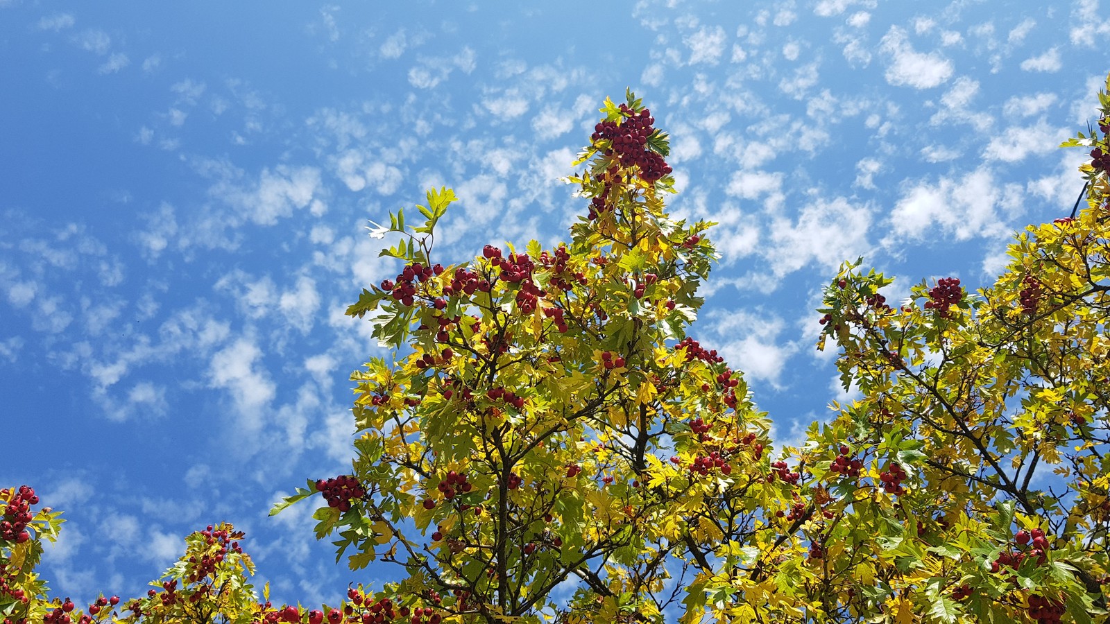 Autumn colors - My, Autumn, Tree, Sky, Leaves, Clouds, Berries