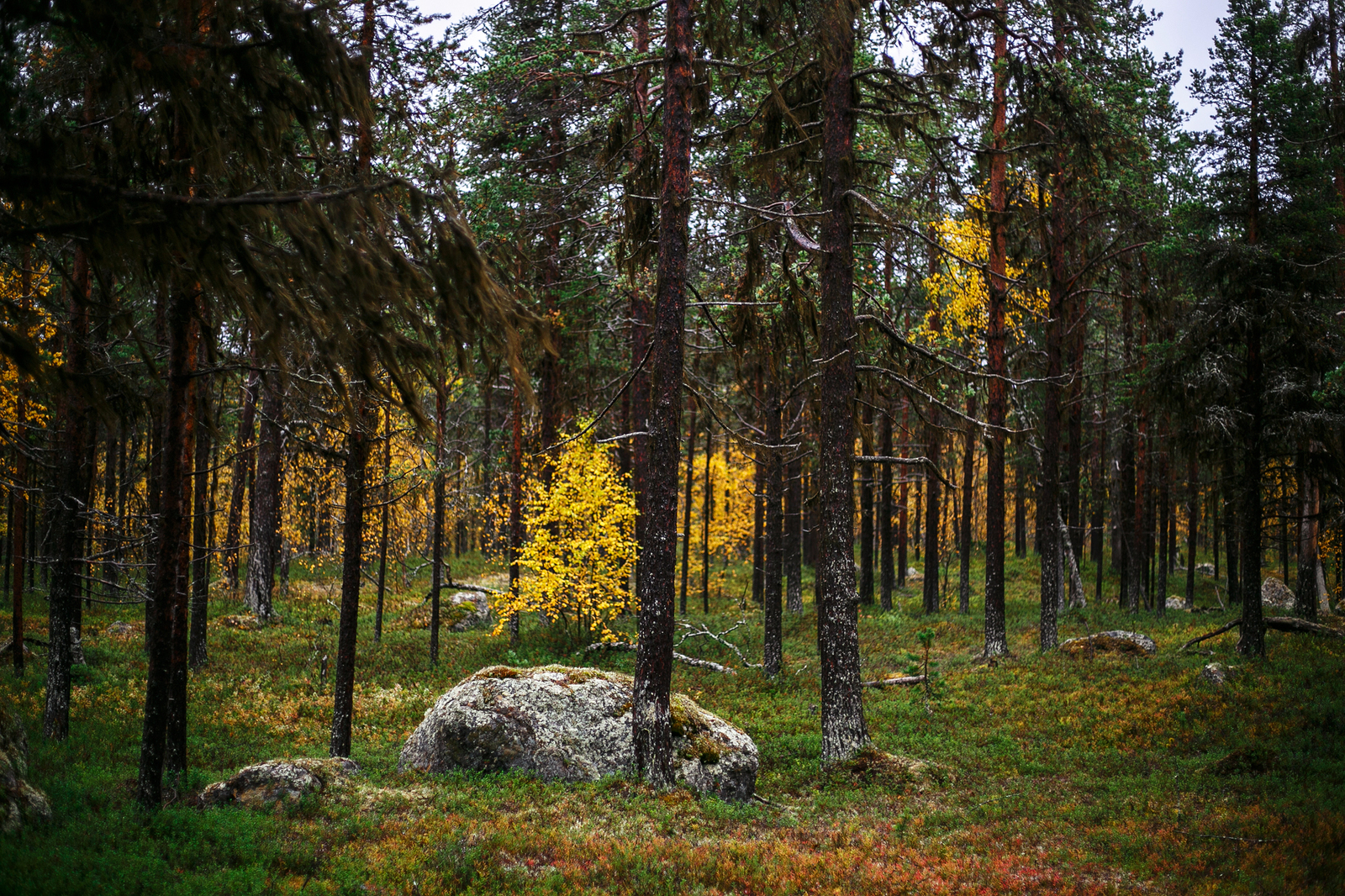 To Norway by car. Part 1: Preparing for the trip, the road to the north - My, Road trip, Norway, Finland, Lapland, The photo, Arctic, Longpost