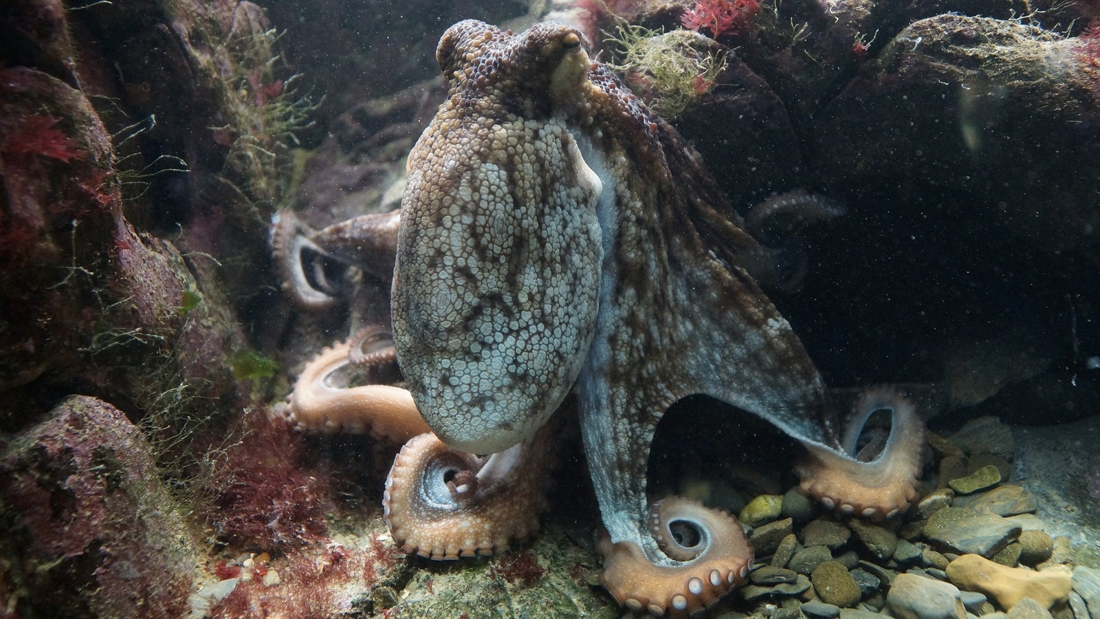 To hell with the rebellion of the monkeys: octopuses have already evolved to their own cities - Octopus, Town, Disgusting Men, , Evolution, Longpost, The science, Video