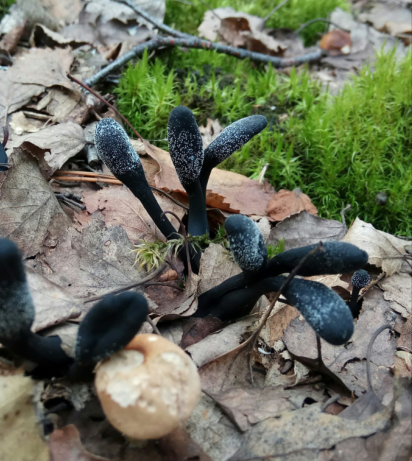 Cosmic mushrooms - My, Mushrooms, Space, The photo, Forest, Unknown, Nature, Dubna