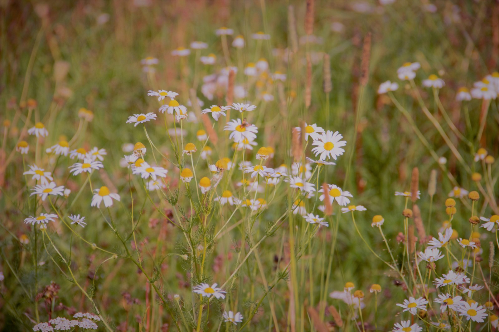 Beauty is in simplicity. - My, The photo, Canon 600D, Autumn, Chamomile, beauty of nature, Longpost