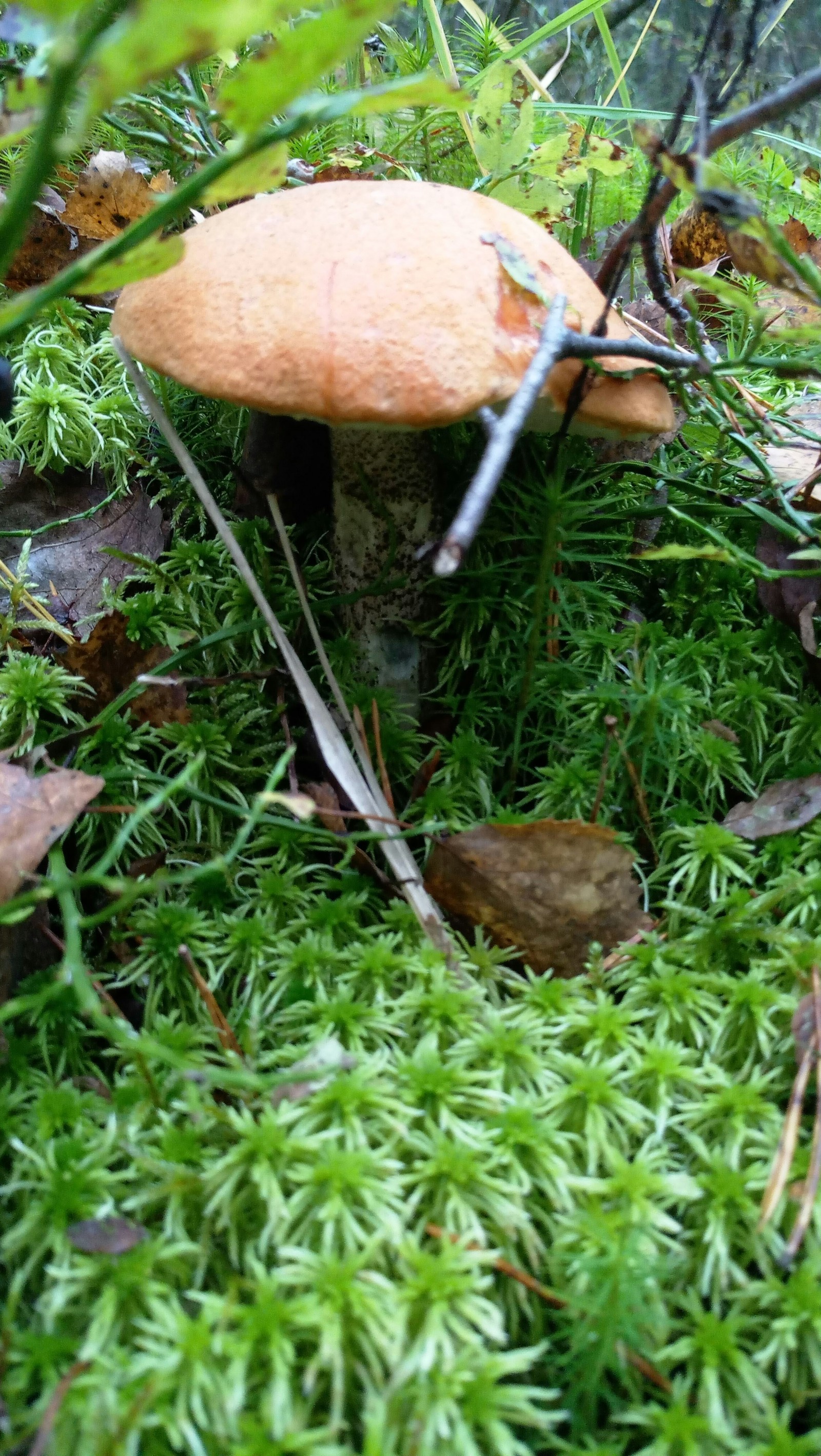 End of the season in the suburbs - My, Mushrooms, Подмосковье, Deer horns, Boletus, Porcini, Longpost