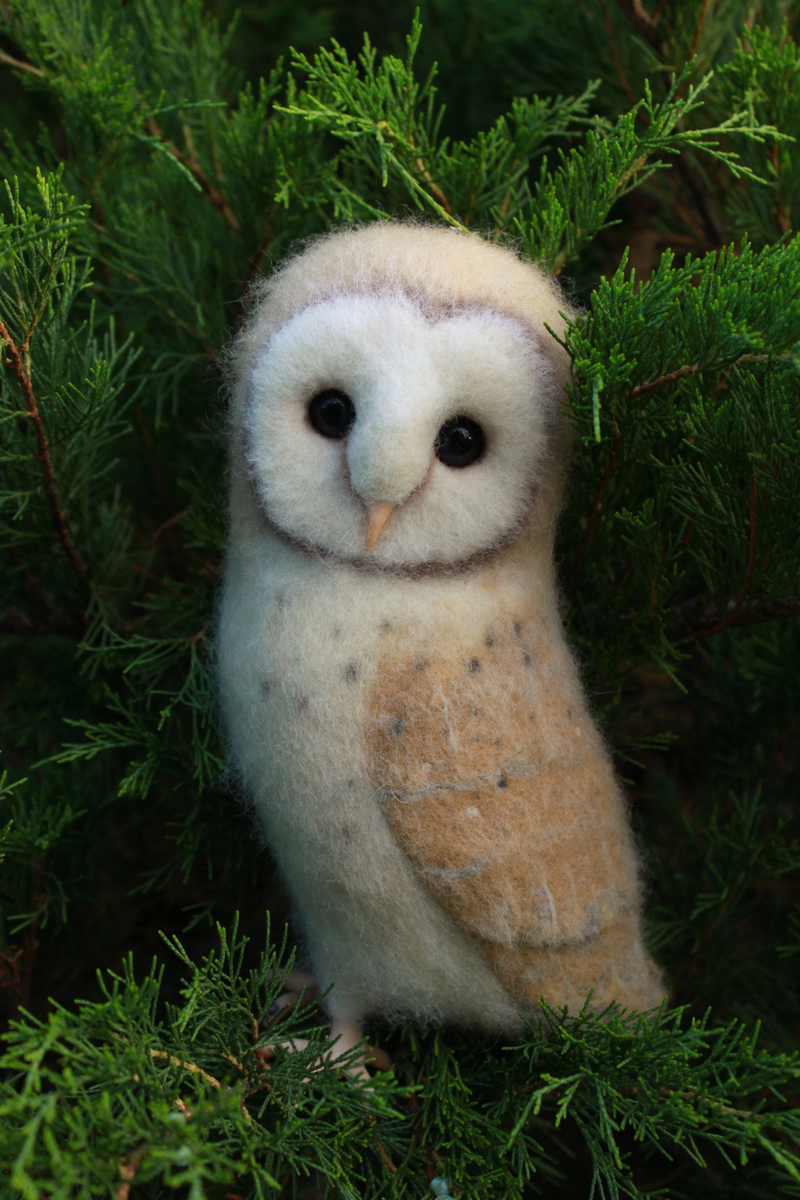 barn owl - My, Owl, Barn owl, Dry felting, Creation, With your own hands, Handmade, Toys, Hobby, Longpost