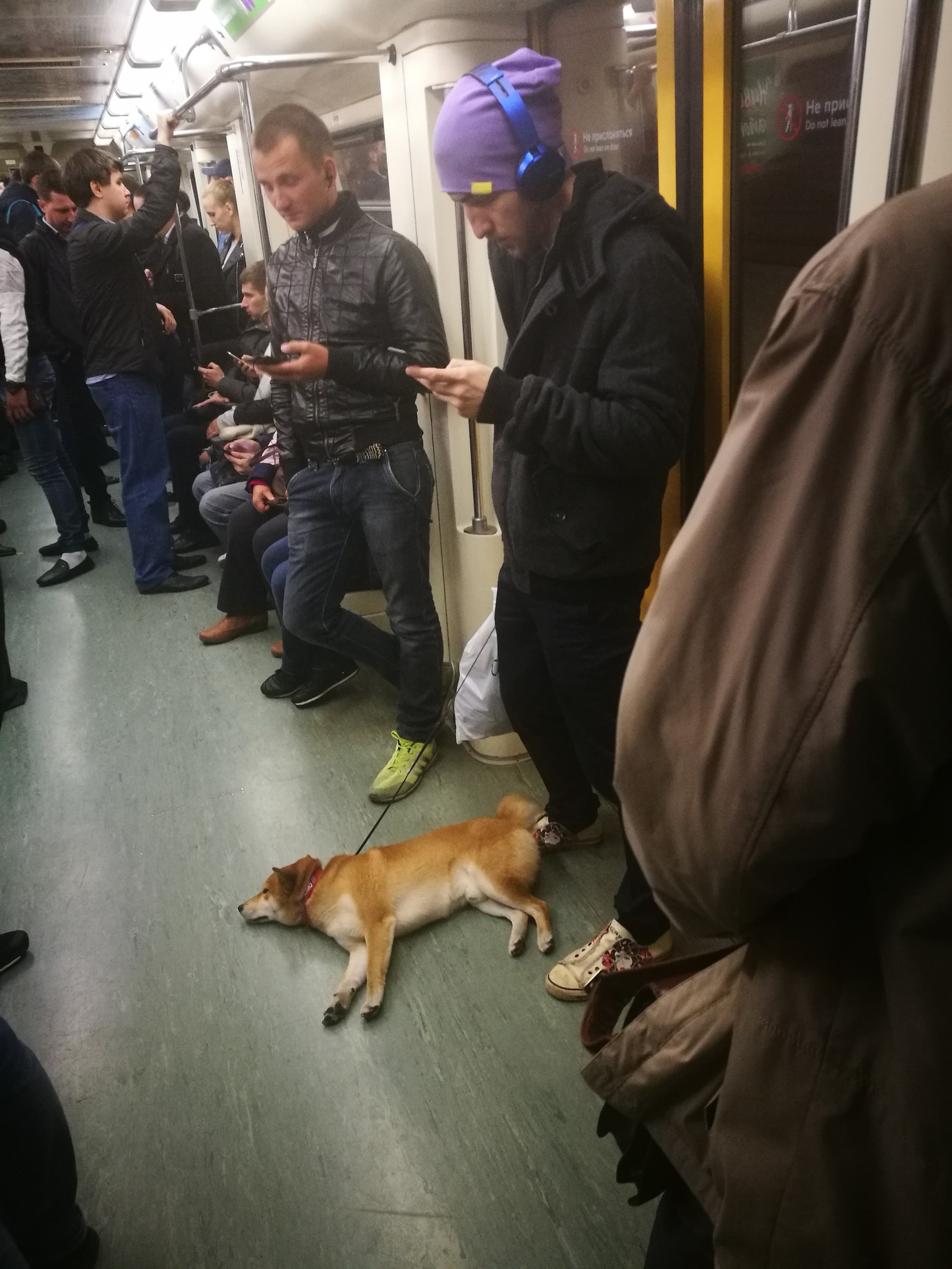 Когда устал от собачьей жизни. - Метро, Собака