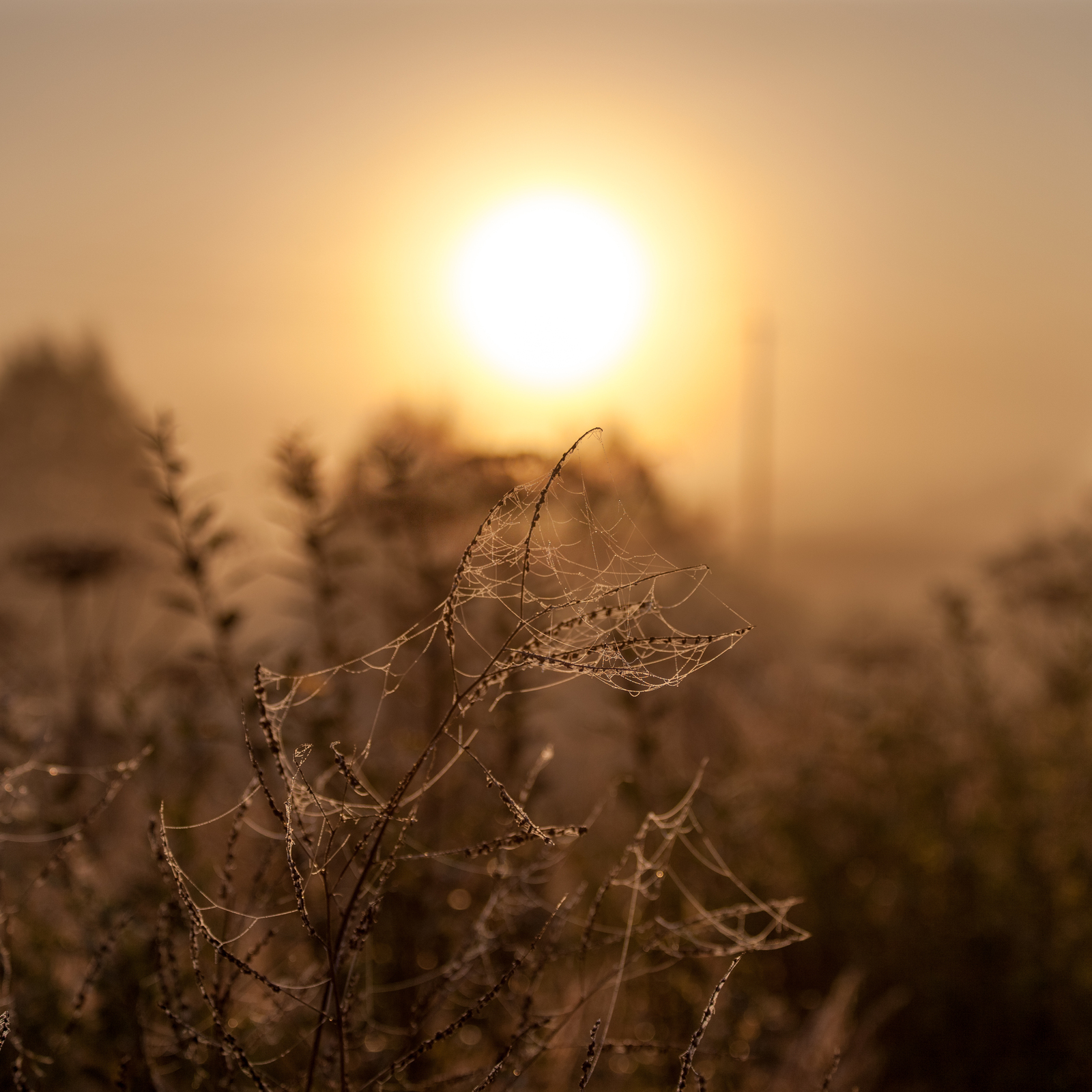 Foggy good morning to you, Peekaboo! - My, The photo, Photographer, Fog, Landscape, Longpost