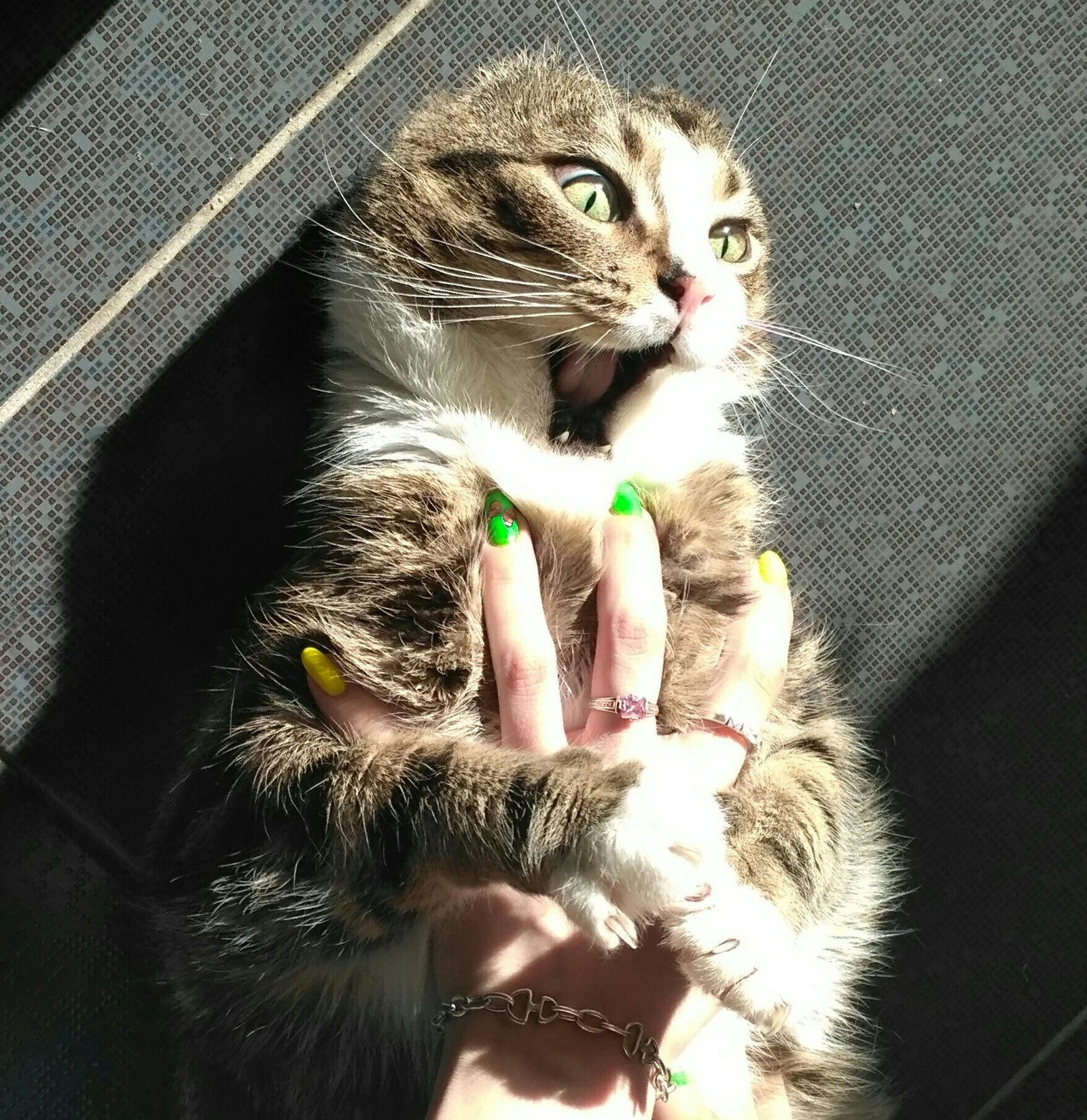 Aaaaaaa! Hand! - My, cat, Bite