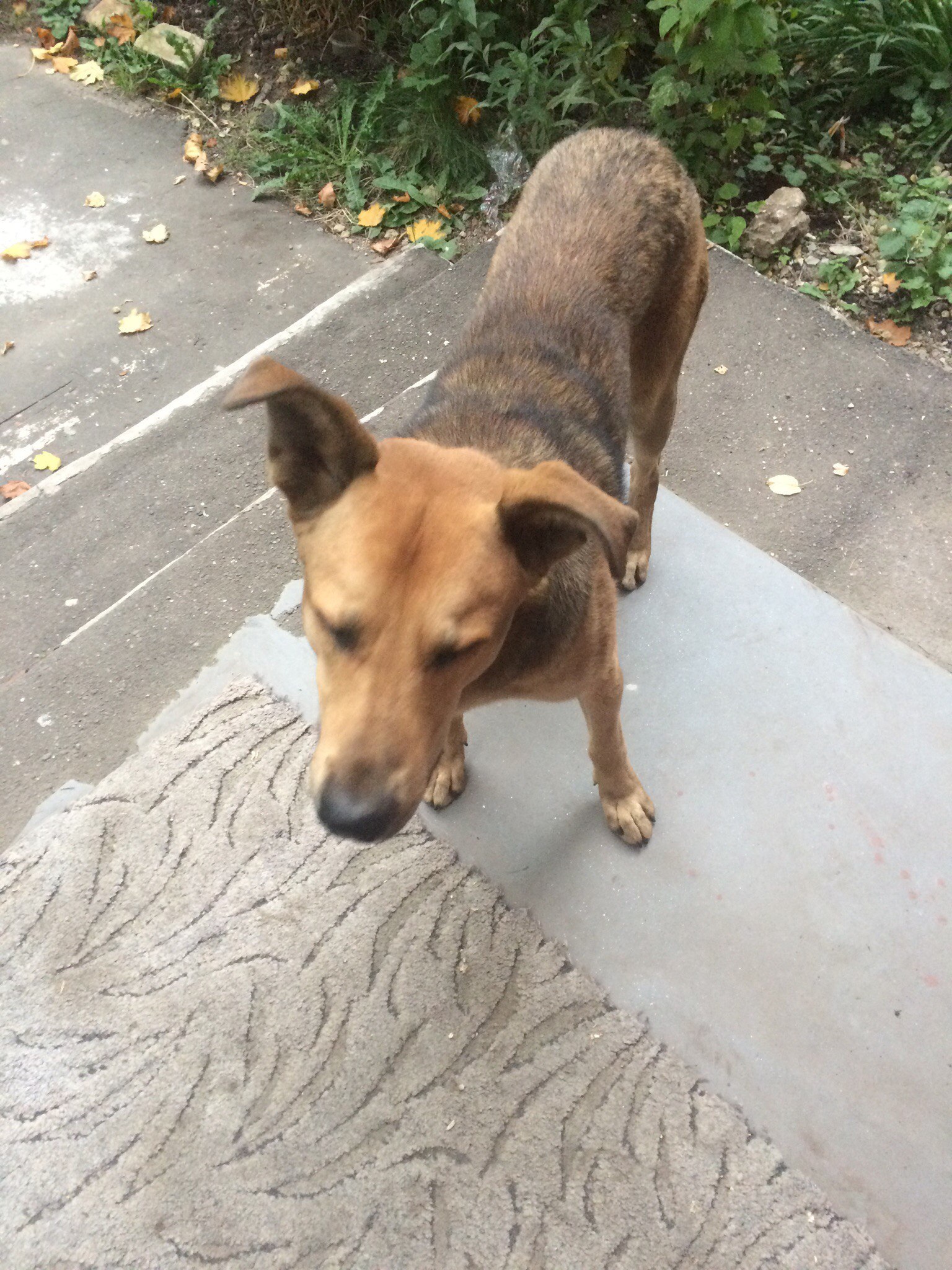 Found a dog - My, The dog is missing, Found a dog, Longpost, Help, Helping animals