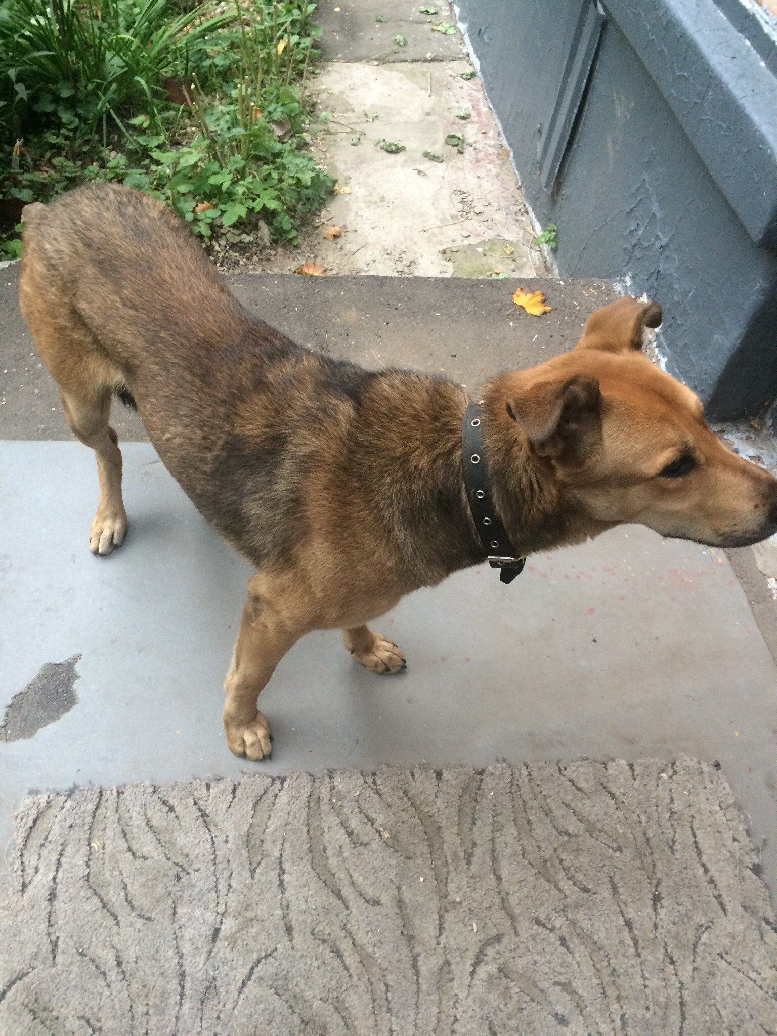 Found a dog - My, The dog is missing, Found a dog, Longpost, Help, Helping animals