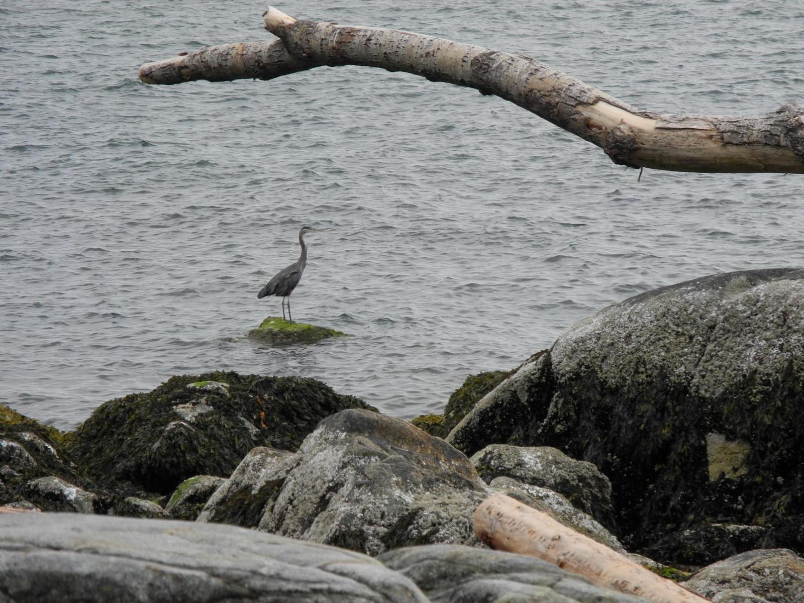 gray song - My, Gray Day, Rain, Sea, Heron