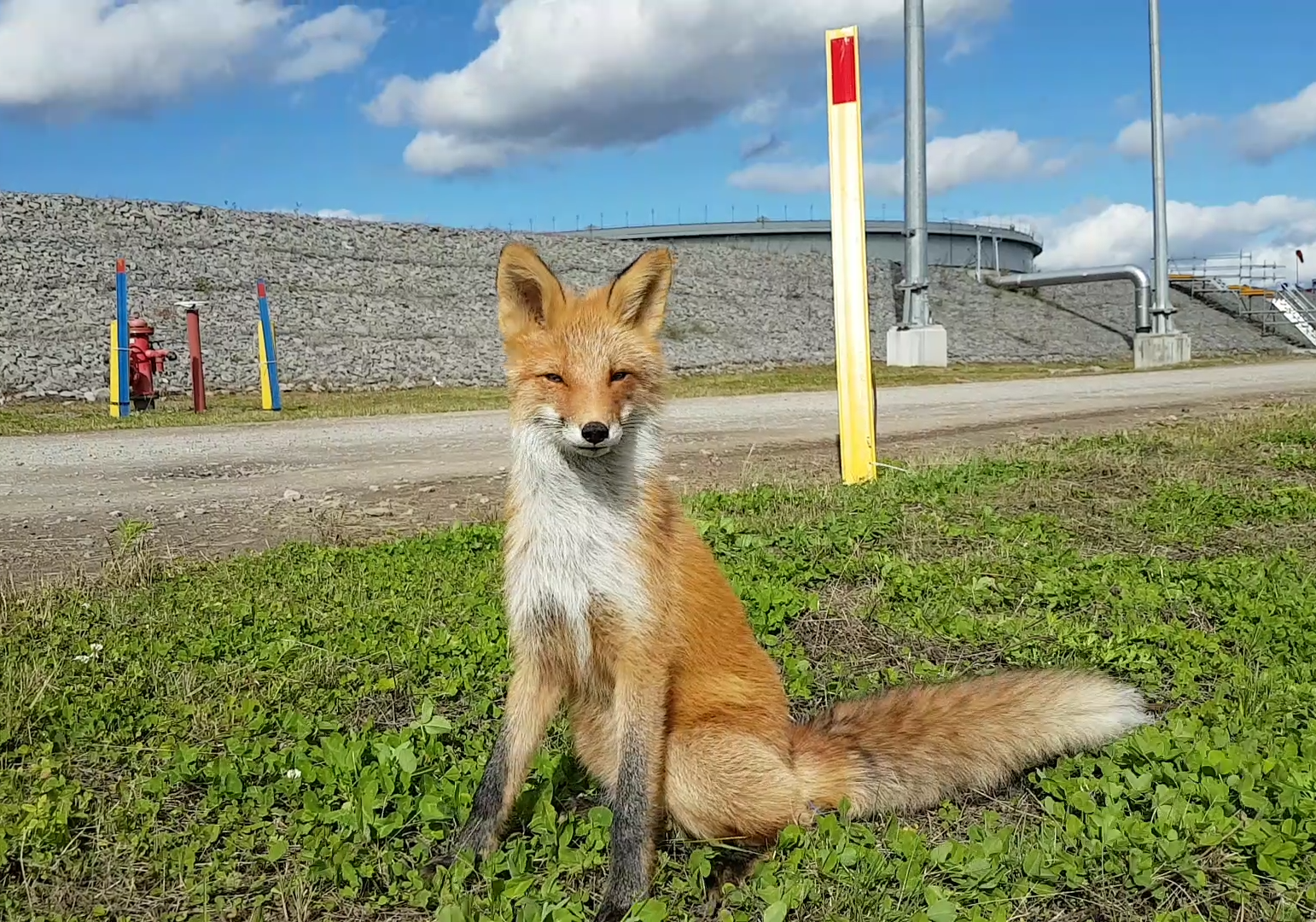 We pose as best we can. - The photo, Longpost, Fox, My, Watch