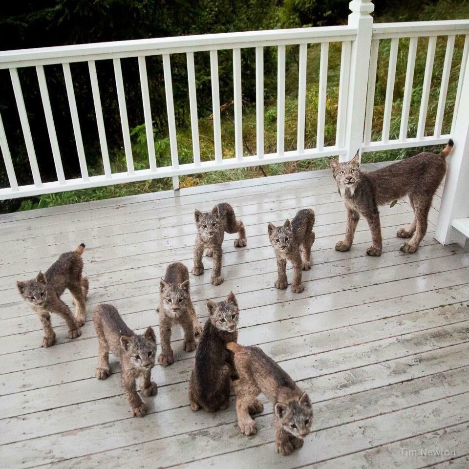 Such a family lives in Alaska - Lynx, cat, Alaska, The photo