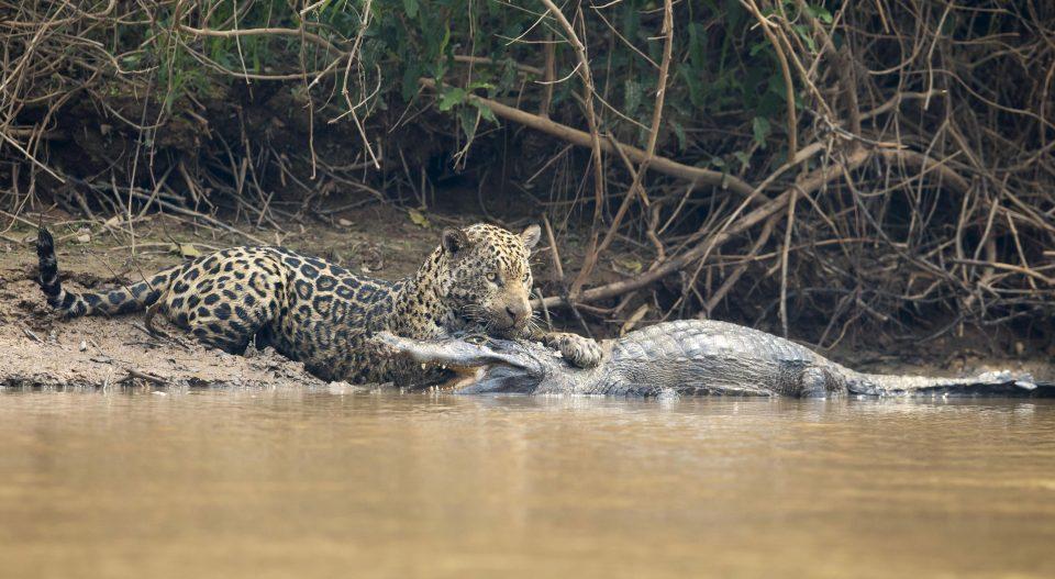 Jaguar vs crocodile - Wild animals, cat, Crocodile, Wild World, Longpost, Crocodiles