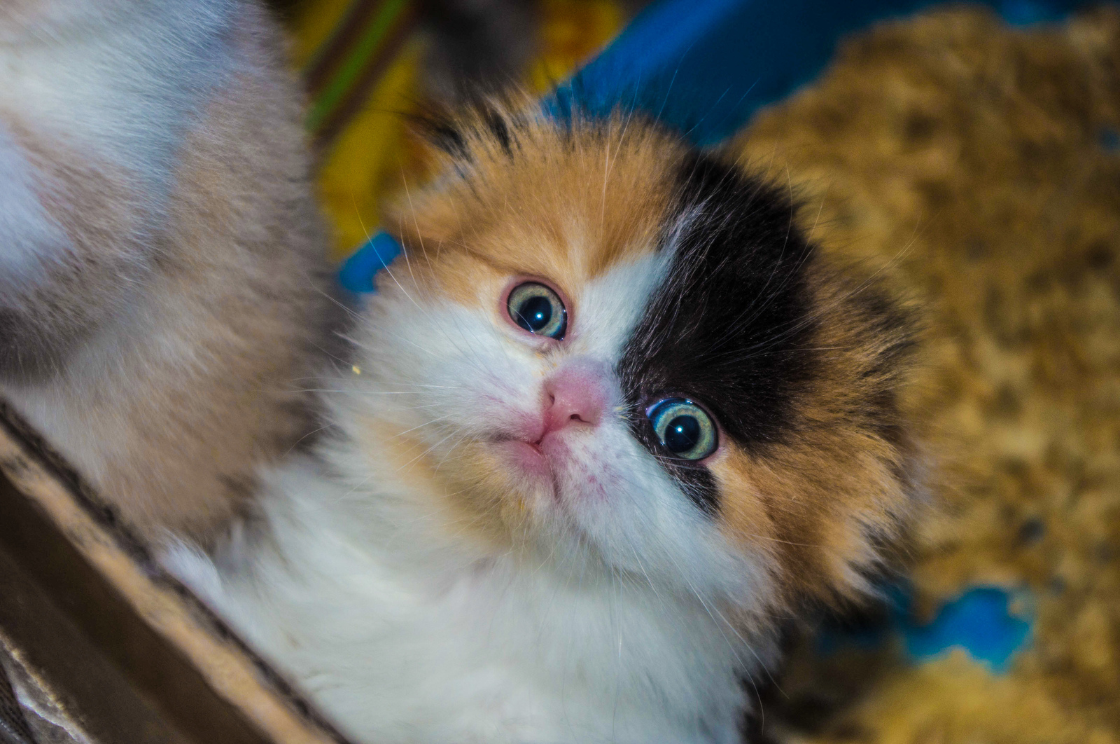 Camilla - Моё, Кот, Котомафия, Шотландская вислоухая, Scottish fold