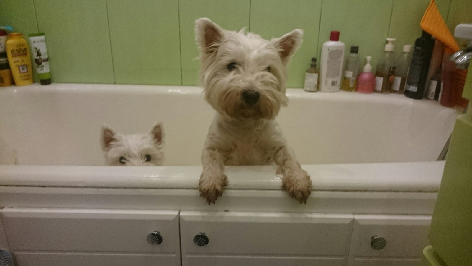 Psinophoto series - My, Dog, West Highland White Terrier, Pseudophilosophy, The photo, the washing up, , Nobody reads tags