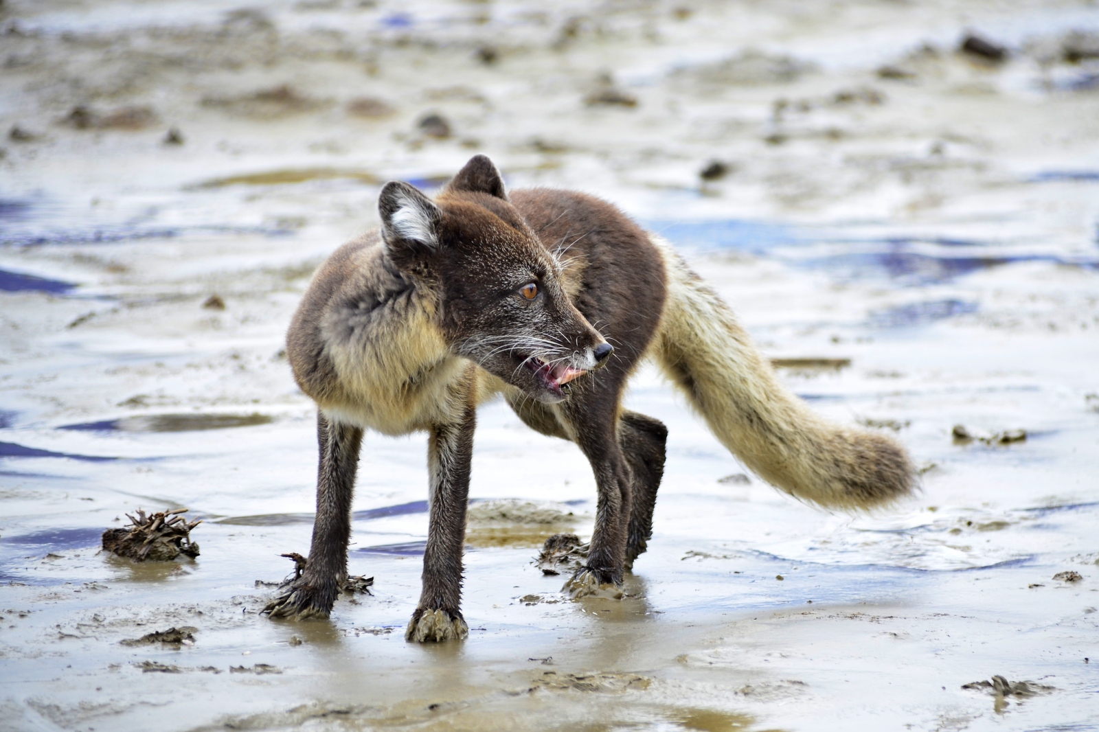 Beauties of Yamal - Arctic fox, Yamal, Longpost