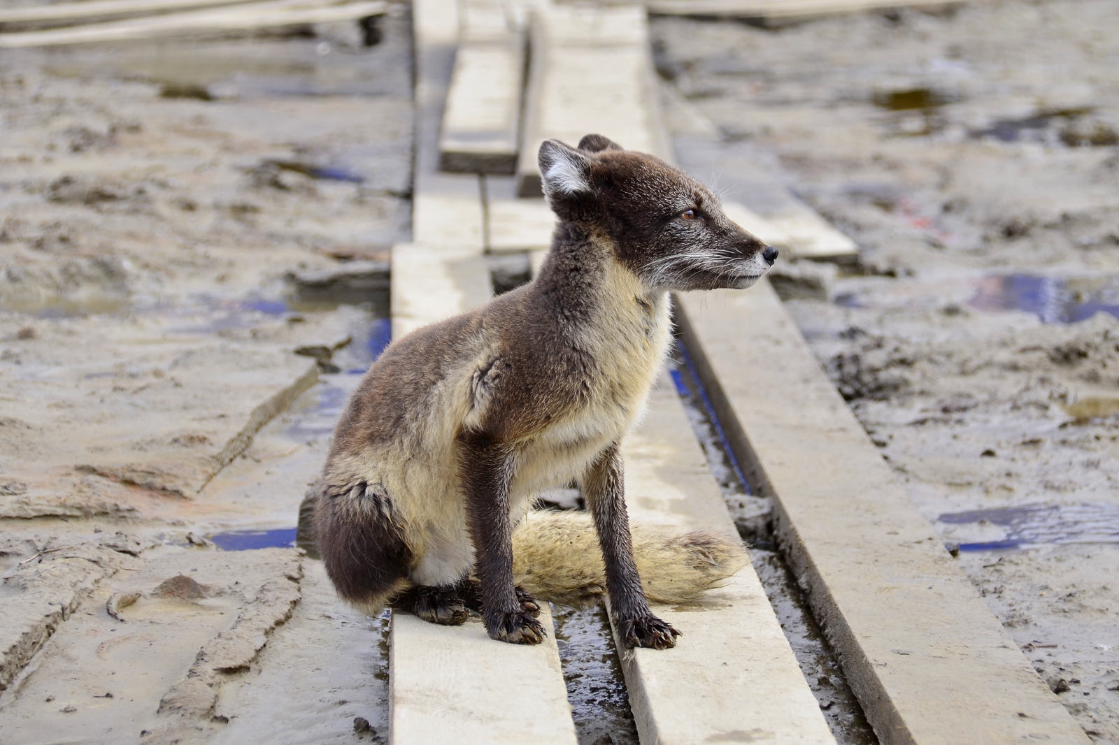 Beauties of Yamal - Arctic fox, Yamal, Longpost