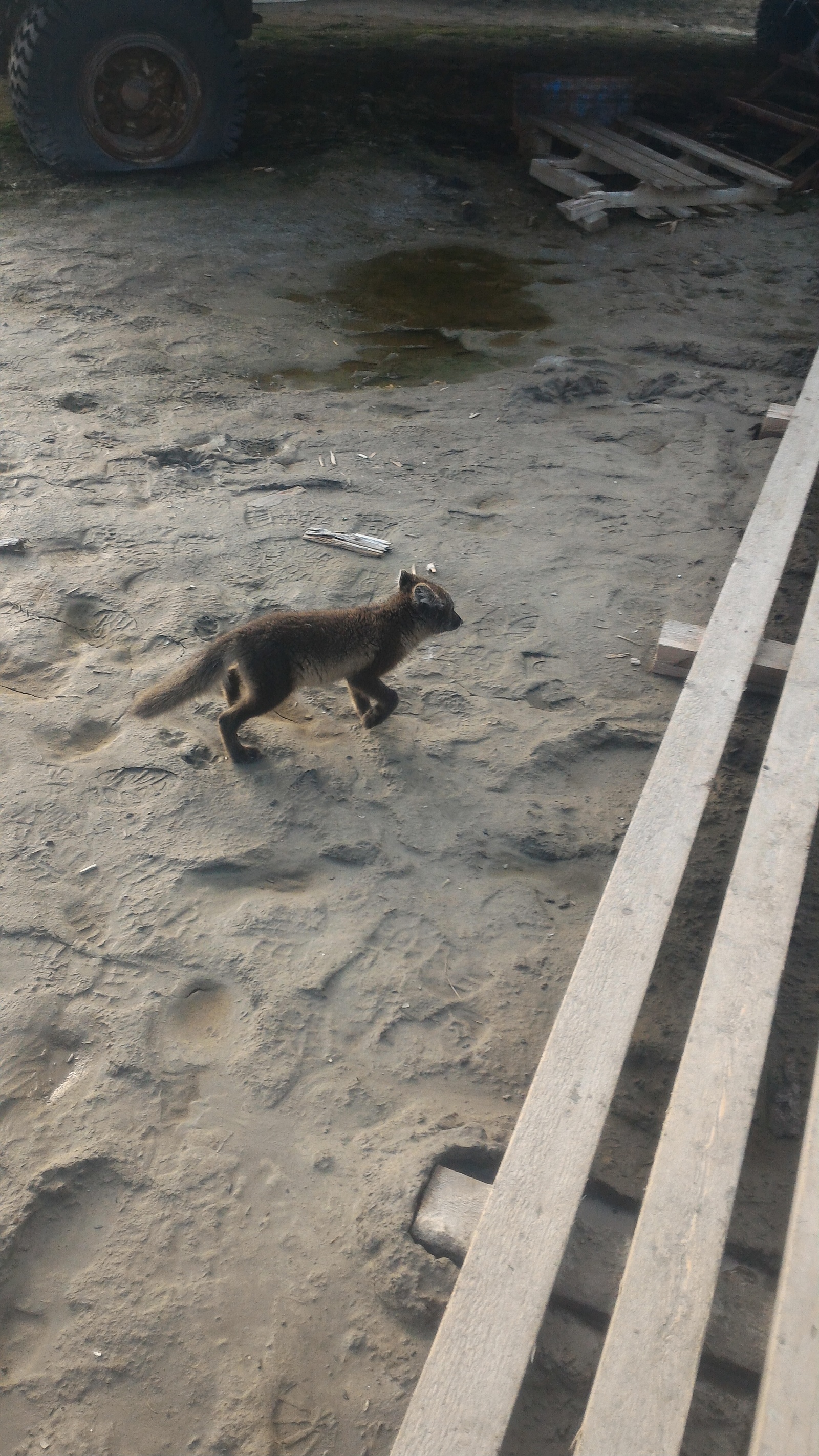 Beauties of Yamal - Arctic fox, Yamal, Longpost