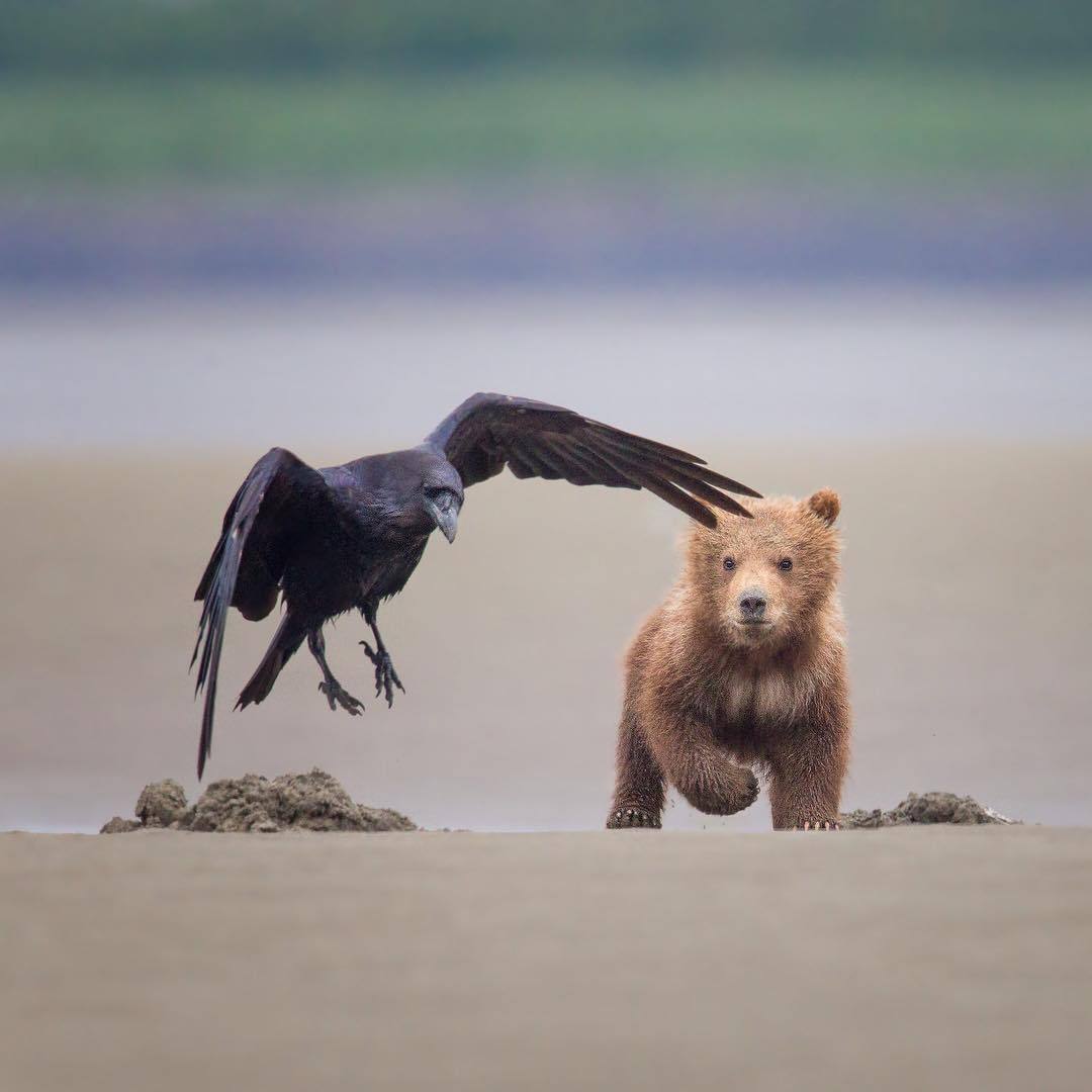 Meeting. - Crow, The Bears