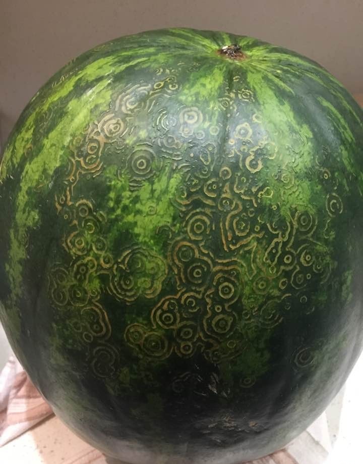 This is the first time I've seen this - The photo, Watermelon, Patterns, Unclear