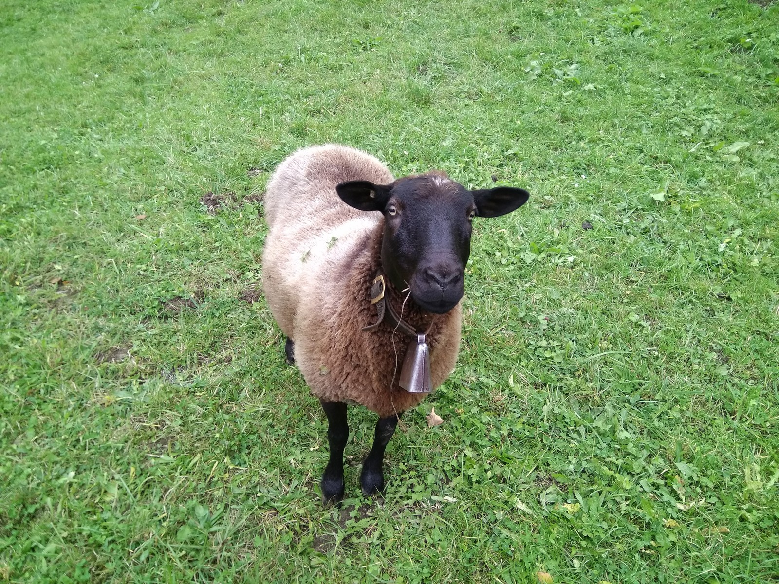 The story of one walk. - My, Longpost, Animals, Switzerland