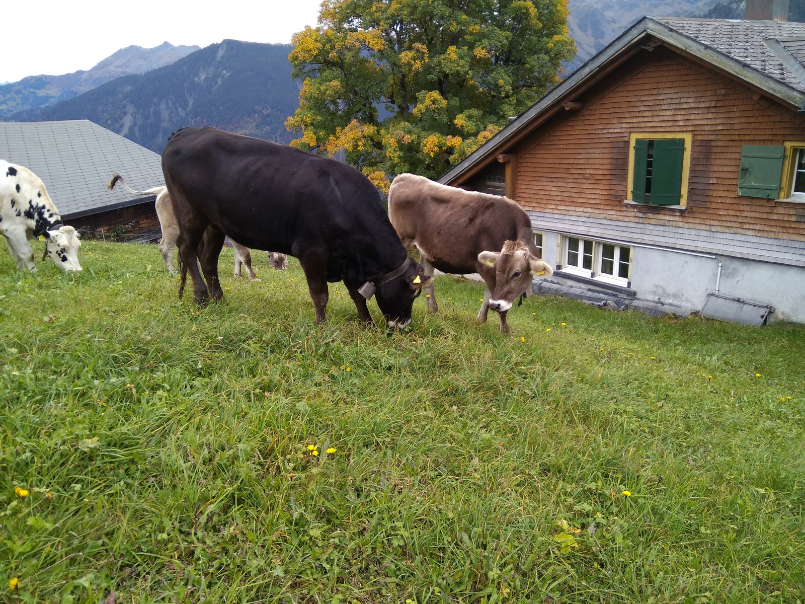 The story of one walk. - My, Longpost, Animals, Switzerland