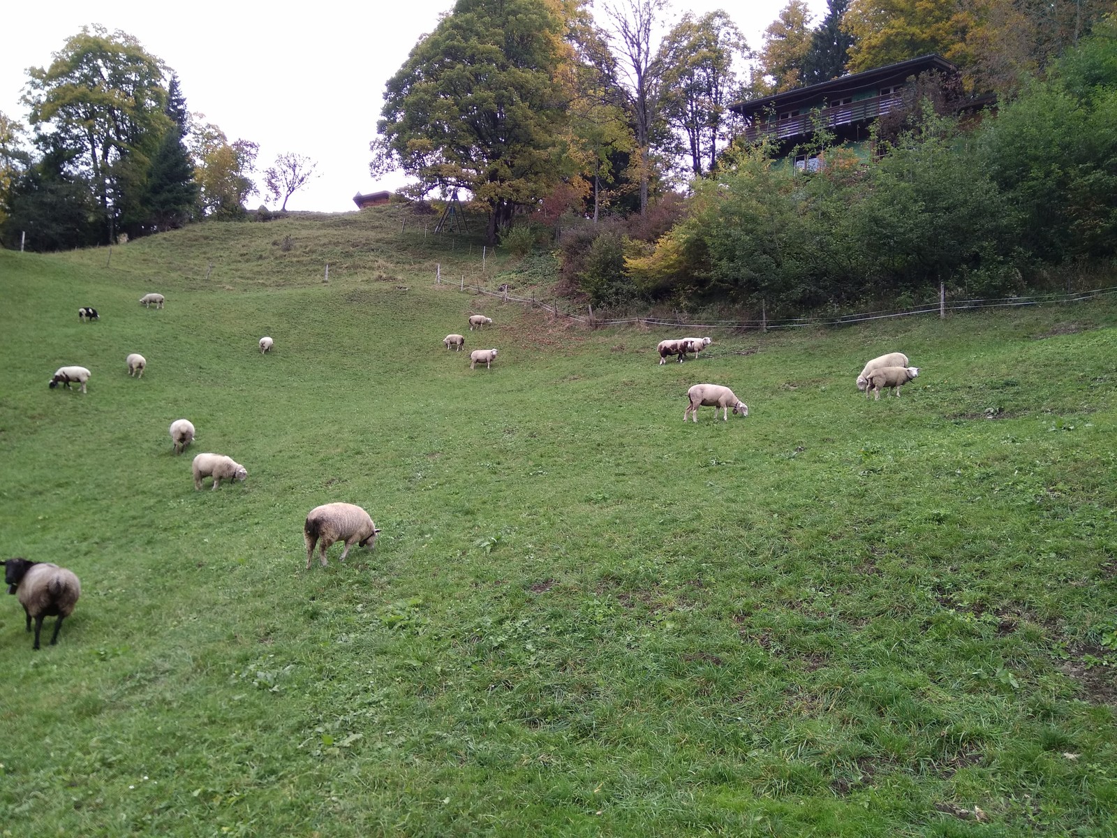 The story of one walk. - My, Longpost, Animals, Switzerland