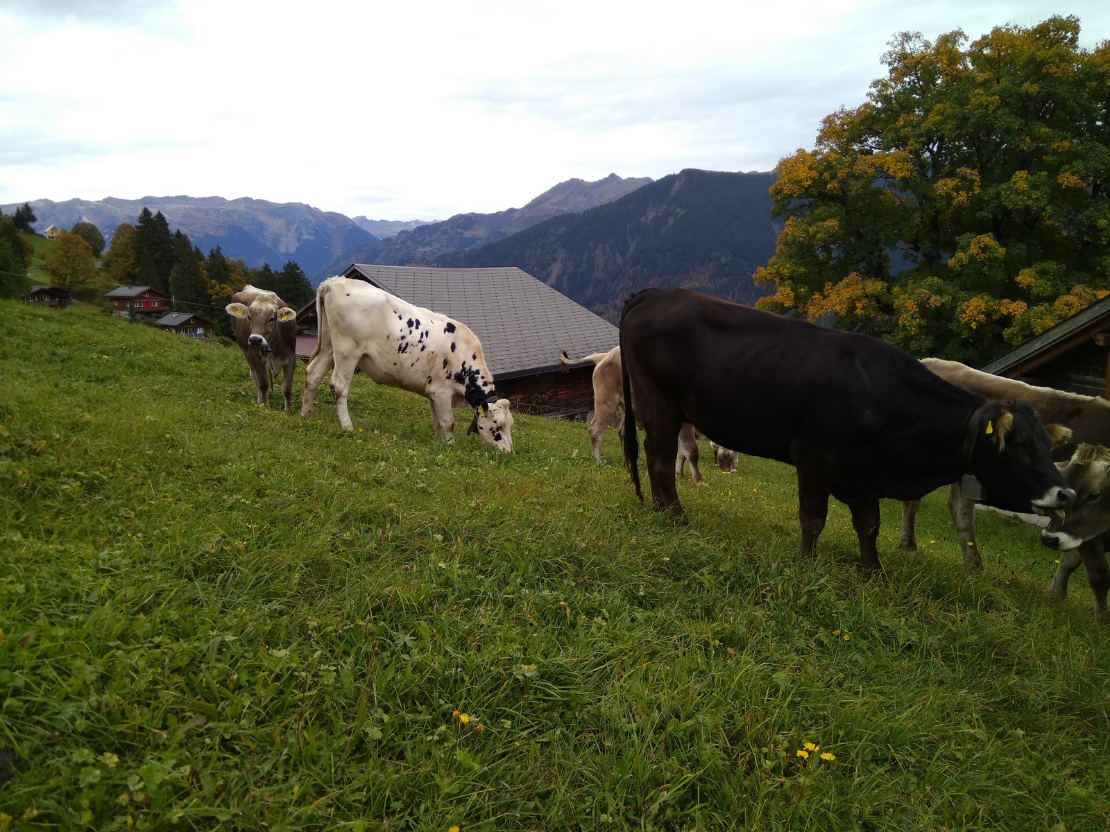 The story of one walk. - My, Longpost, Animals, Switzerland