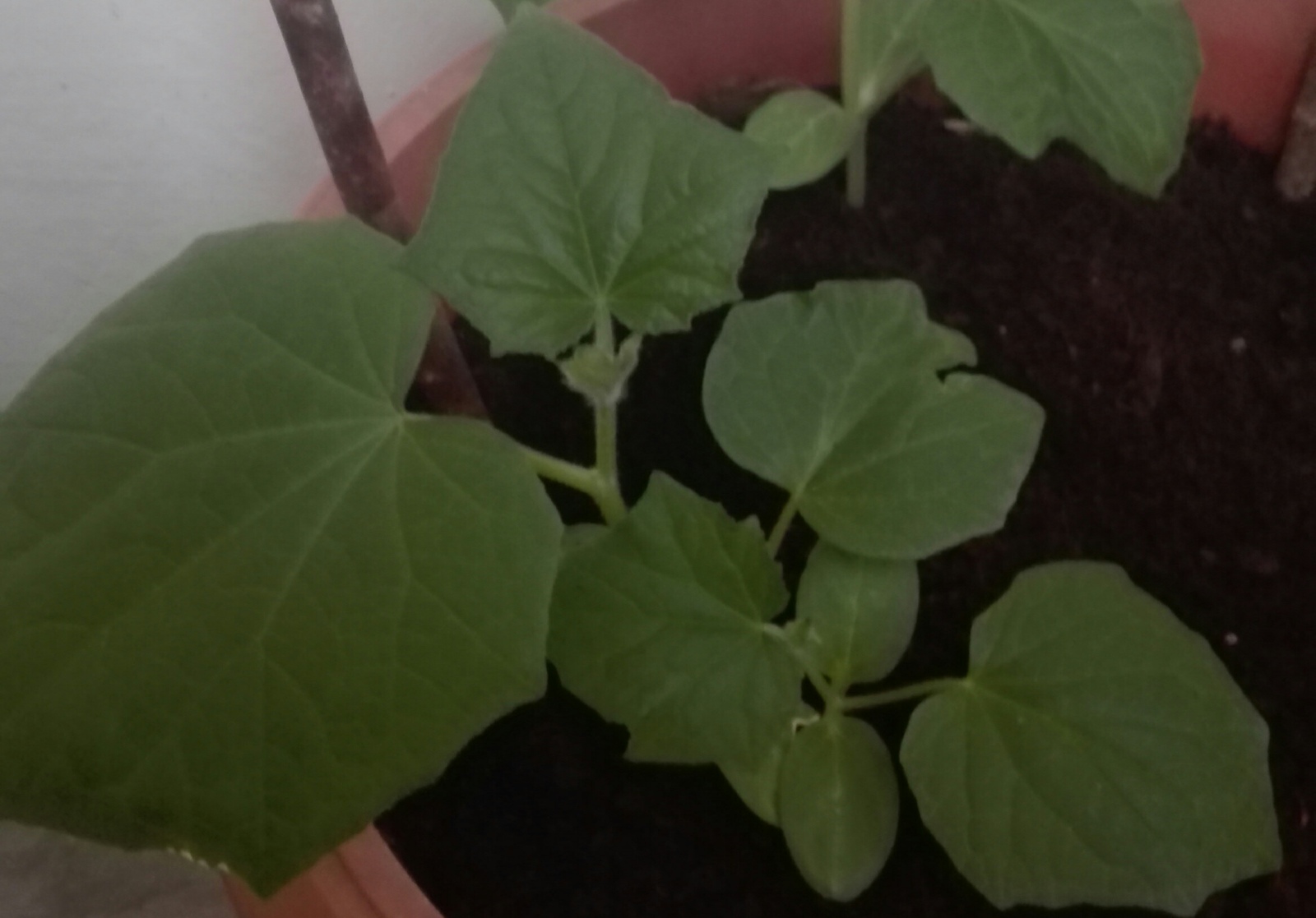 Cucumbers on the balcony. - My, Vegetable garden on the windowsill, , Cucumbers, Garden, Rukozhop, cat, Longpost