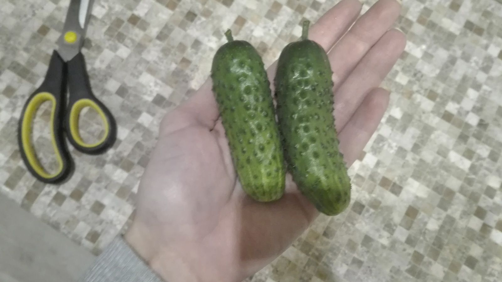 Cucumbers on the balcony. - My, Vegetable garden on the windowsill, , Cucumbers, Garden, Rukozhop, cat, Longpost